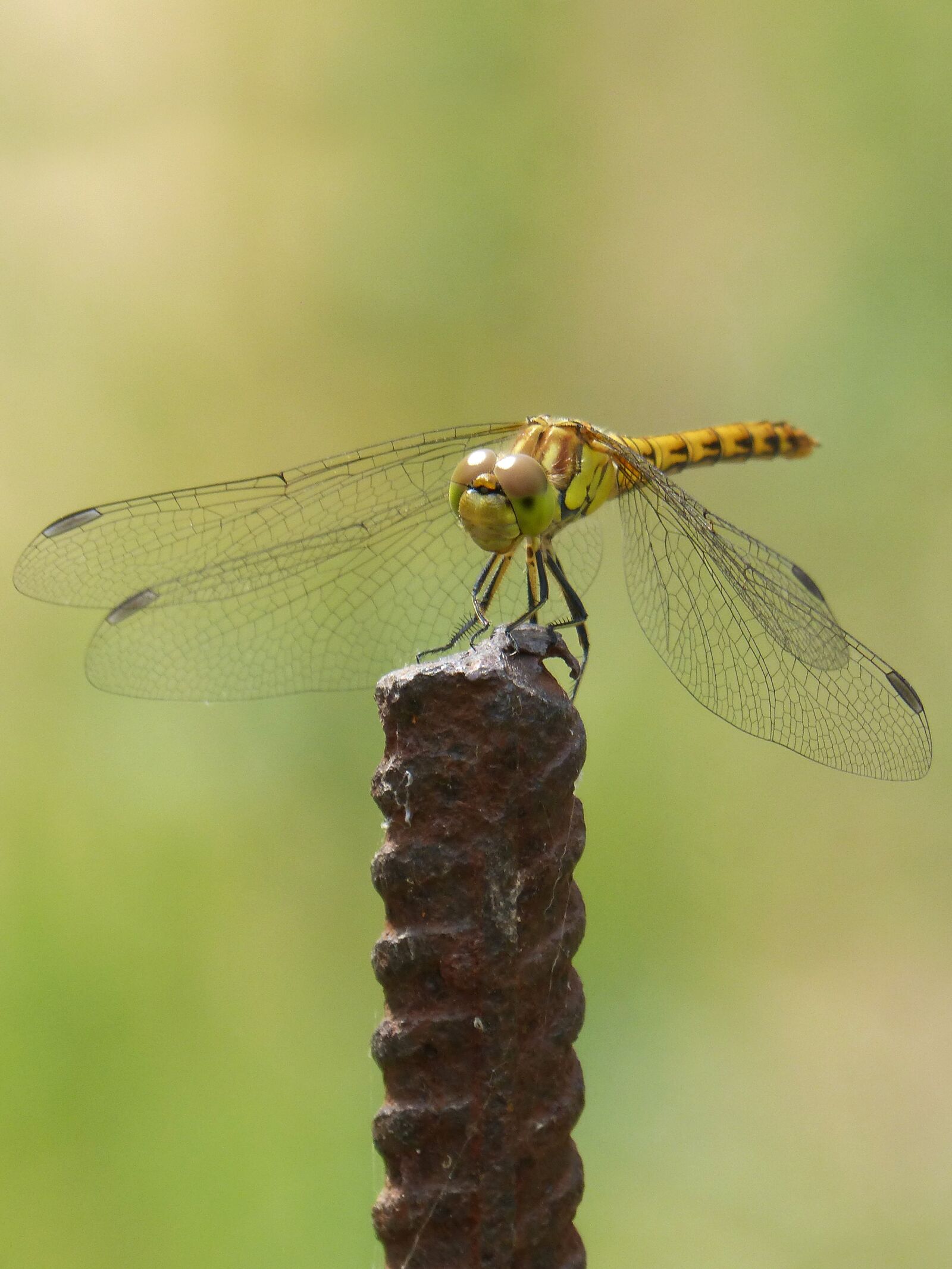 Panasonic DMC-FZ62 sample photo. Ib lula, yellow dragonfly photography