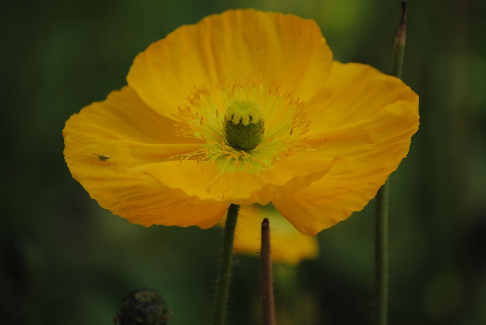 Nikon D3000 sample photo. Flowers, spring flowers, bloom photography