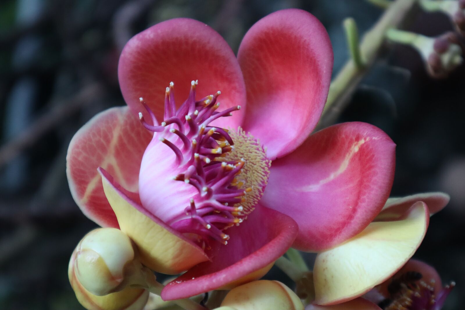 Canon EF-M 15-45mm F3.5-6.3 IS STM sample photo. Exotic flower, nature, botany photography
