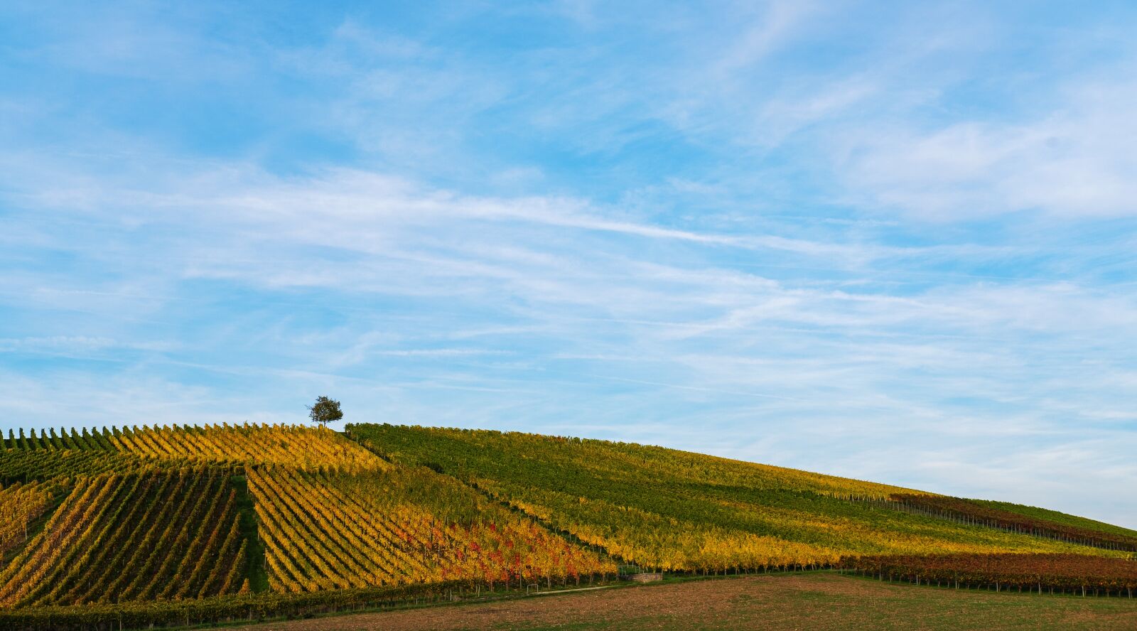Fujifilm X-T2 + Fujifilm XF 35mm F2 R WR sample photo. Vineyard, wine, vines photography