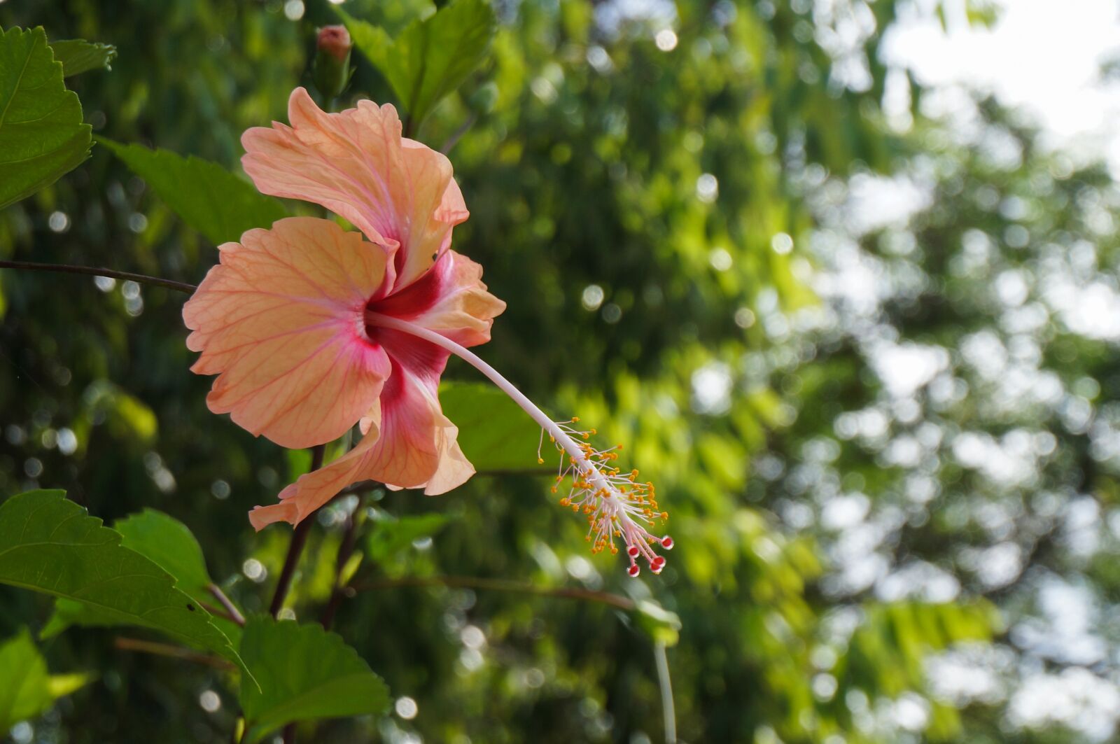 Sony Alpha NEX-3N + Sony E 16-50mm F3.5-5.6 PZ OSS sample photo. Flower, hibiscus, blossom photography