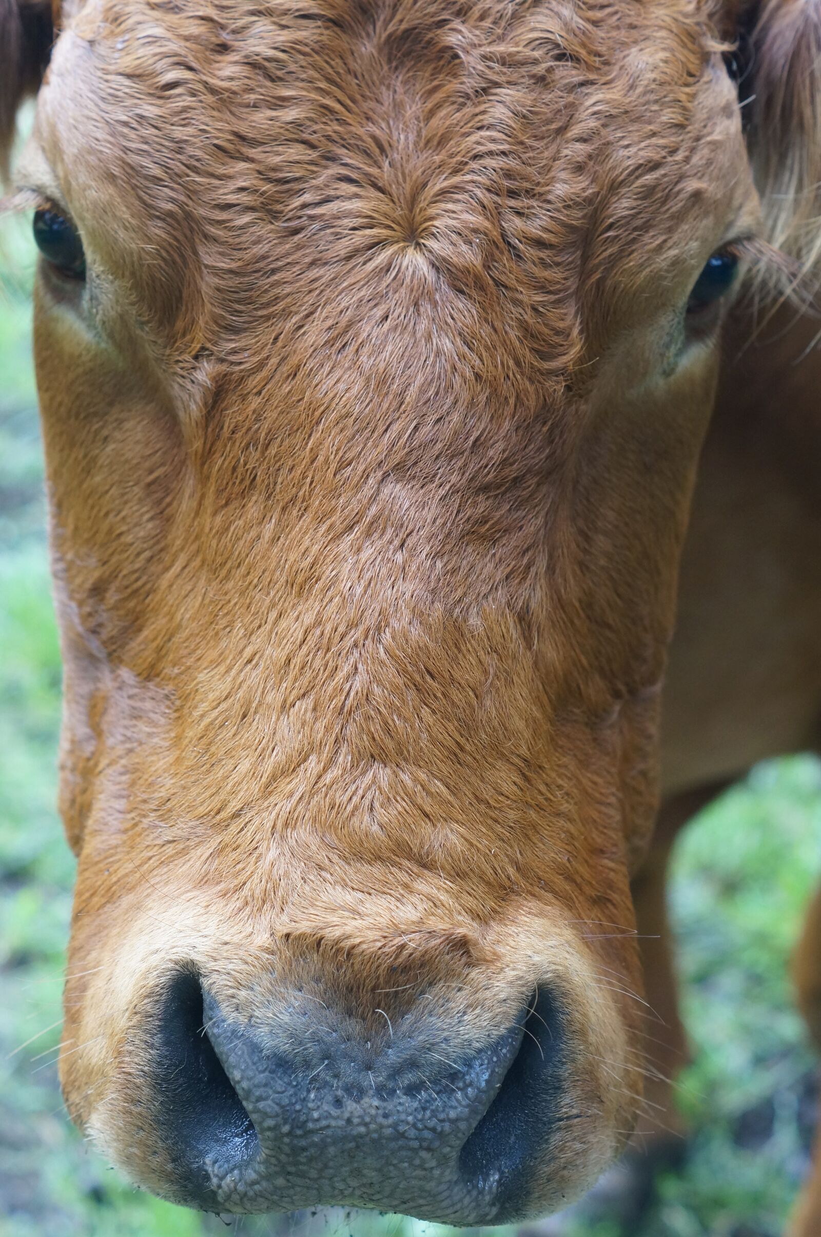 Sony DT 50mm F1.8 SAM sample photo. Cow, face, close up photography