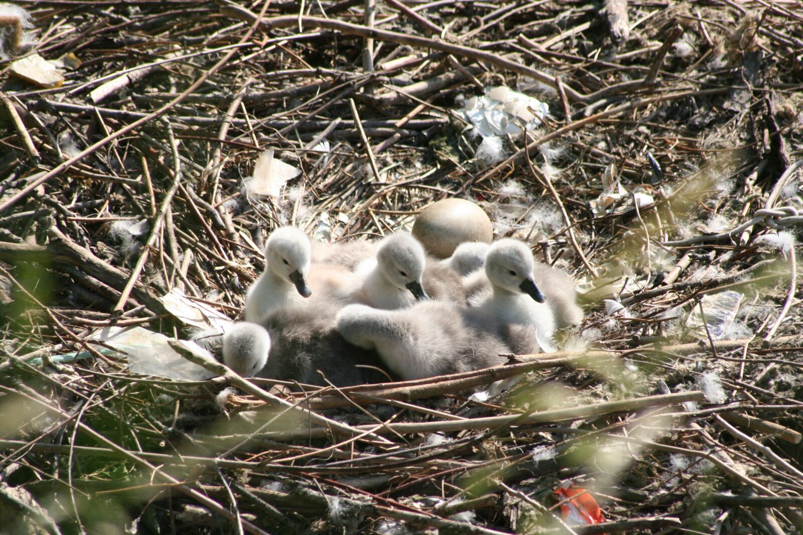 Canon EOS 350D (EOS Digital Rebel XT / EOS Kiss Digital N) sample photo. Swan chicks, chicks, mute photography