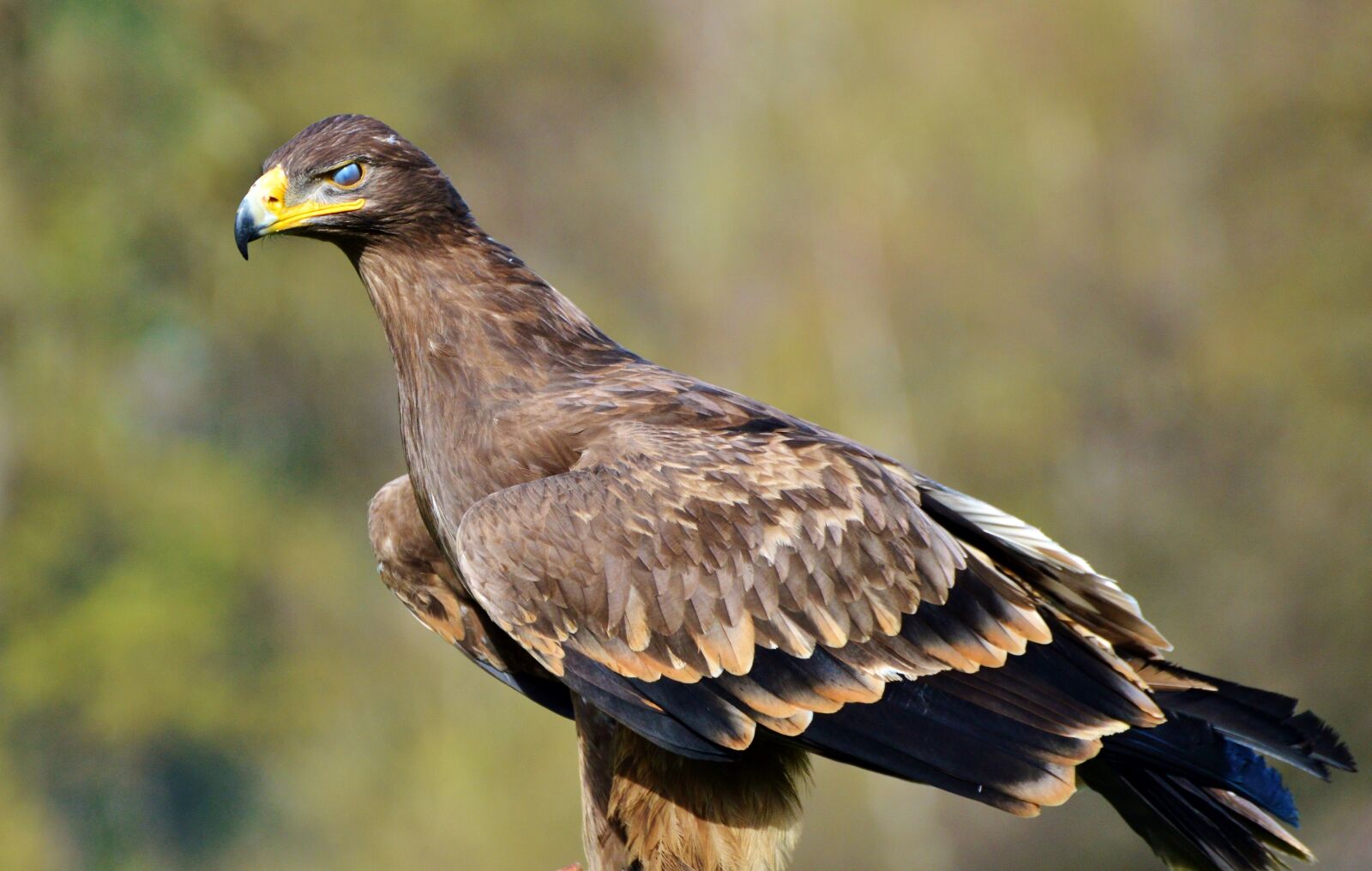 Nikon D3200 sample photo. Adler, bird of prey photography