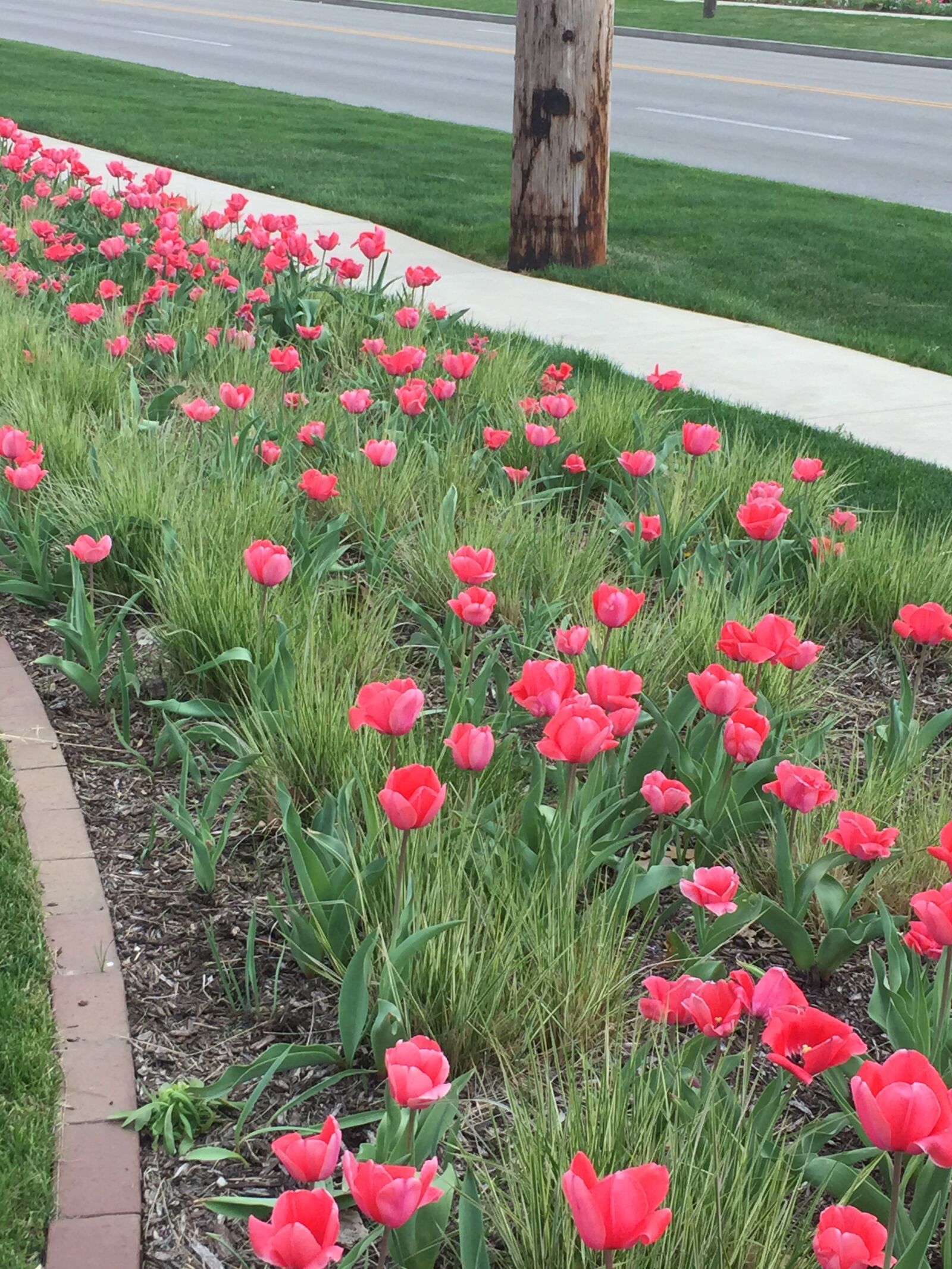 iPhone 6 back camera 4.15mm f/2.2 sample photo. Pink, tulips, flowers photography