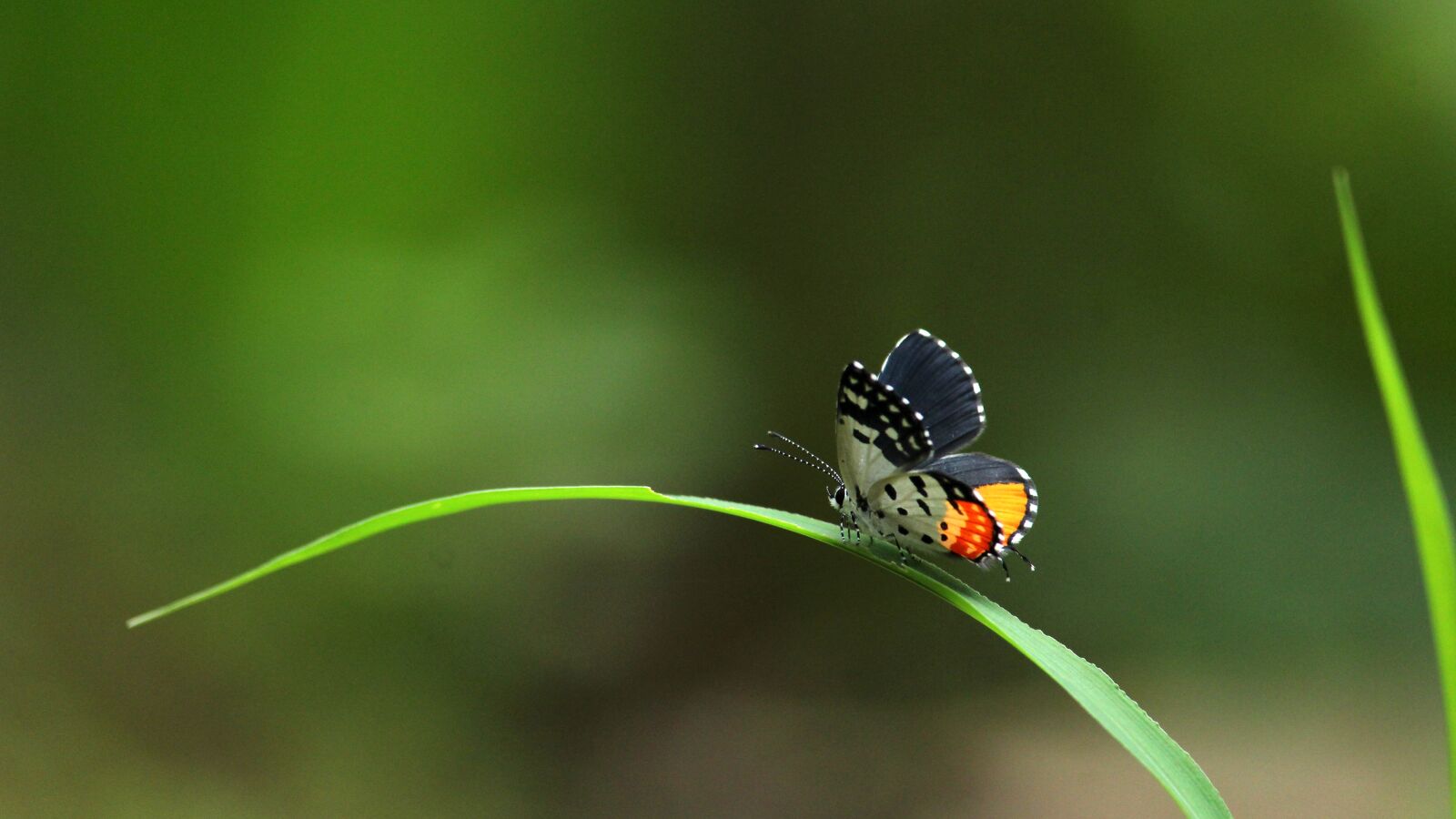 Canon EOS 1300D (EOS Rebel T6 / EOS Kiss X80) sample photo. Butterfly, sitting, grass photography