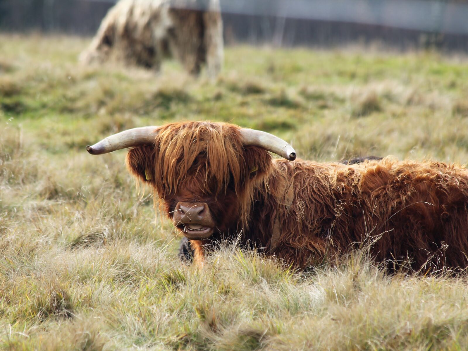 Canon EF 70-300mm F4-5.6 IS USM sample photo. Cow, mountains, nature photography