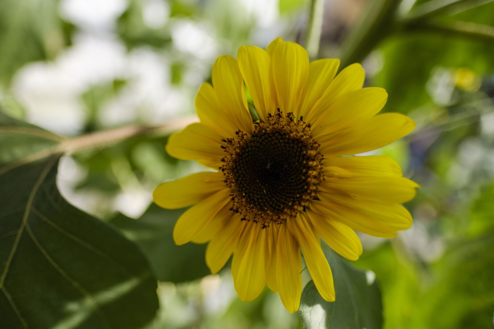 Fujifilm X-T2 sample photo. Sunflower, flower, summer photography