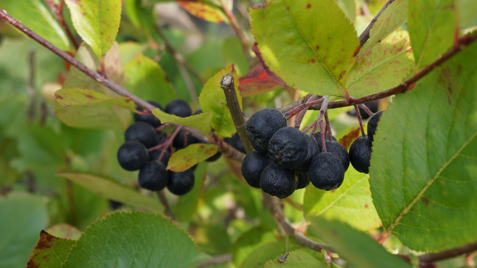 Sony Alpha a3000 sample photo. Aronia, berries, fruits photography