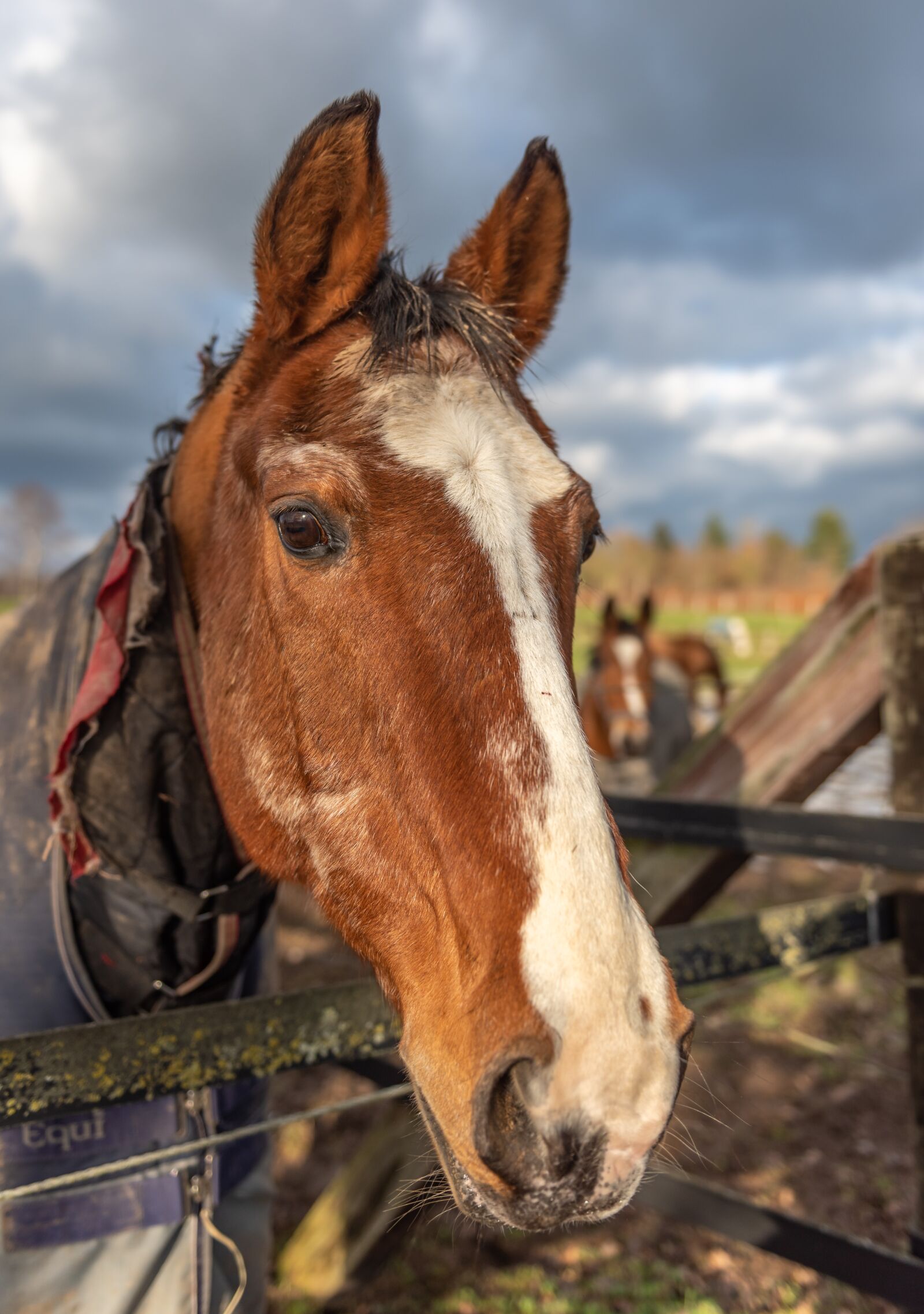 Nikon D750 sample photo. Horse, head, horse head photography
