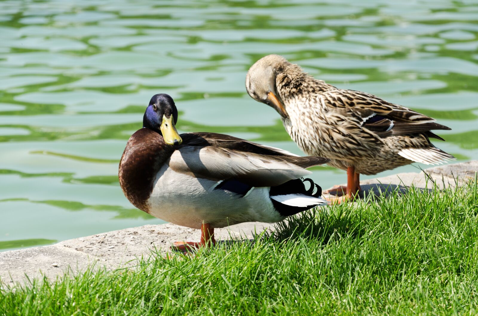 Nikon D5100 sample photo. Pond, ducks, nature photography