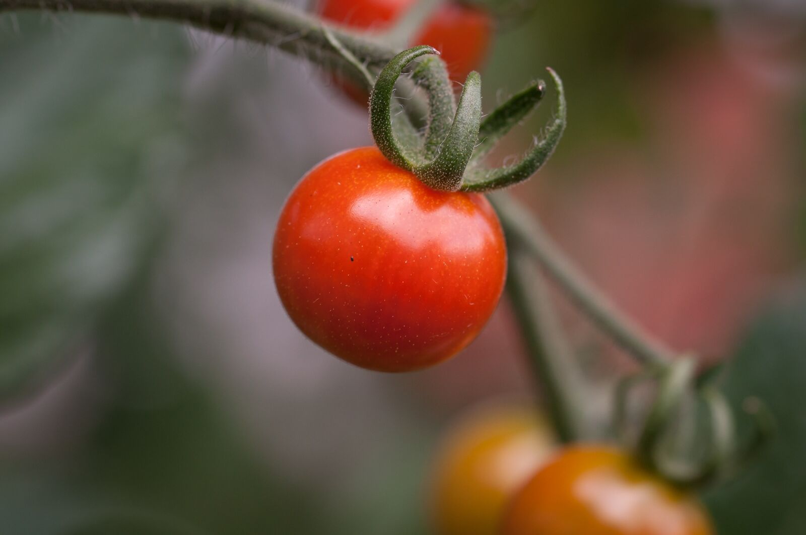 Nikon D90 sample photo. Tomato, panicle tomato, red photography