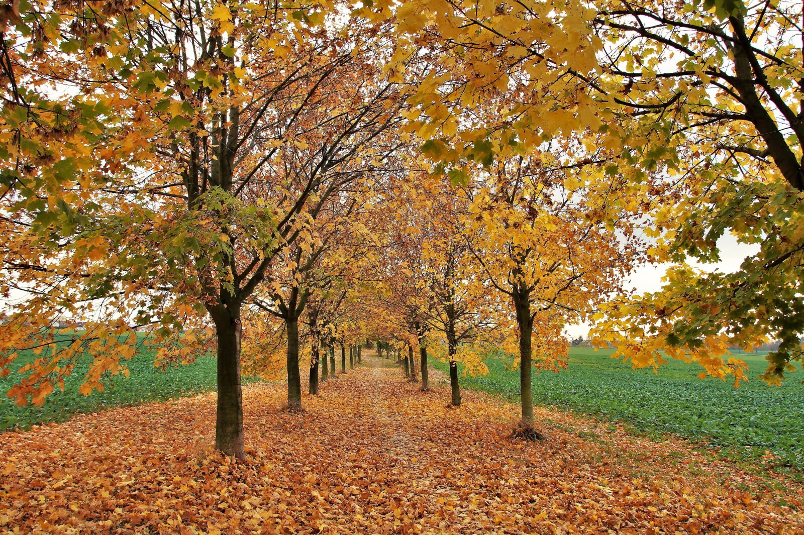 Sony SLT-A58 sample photo. Autumn, trees, leaves photography