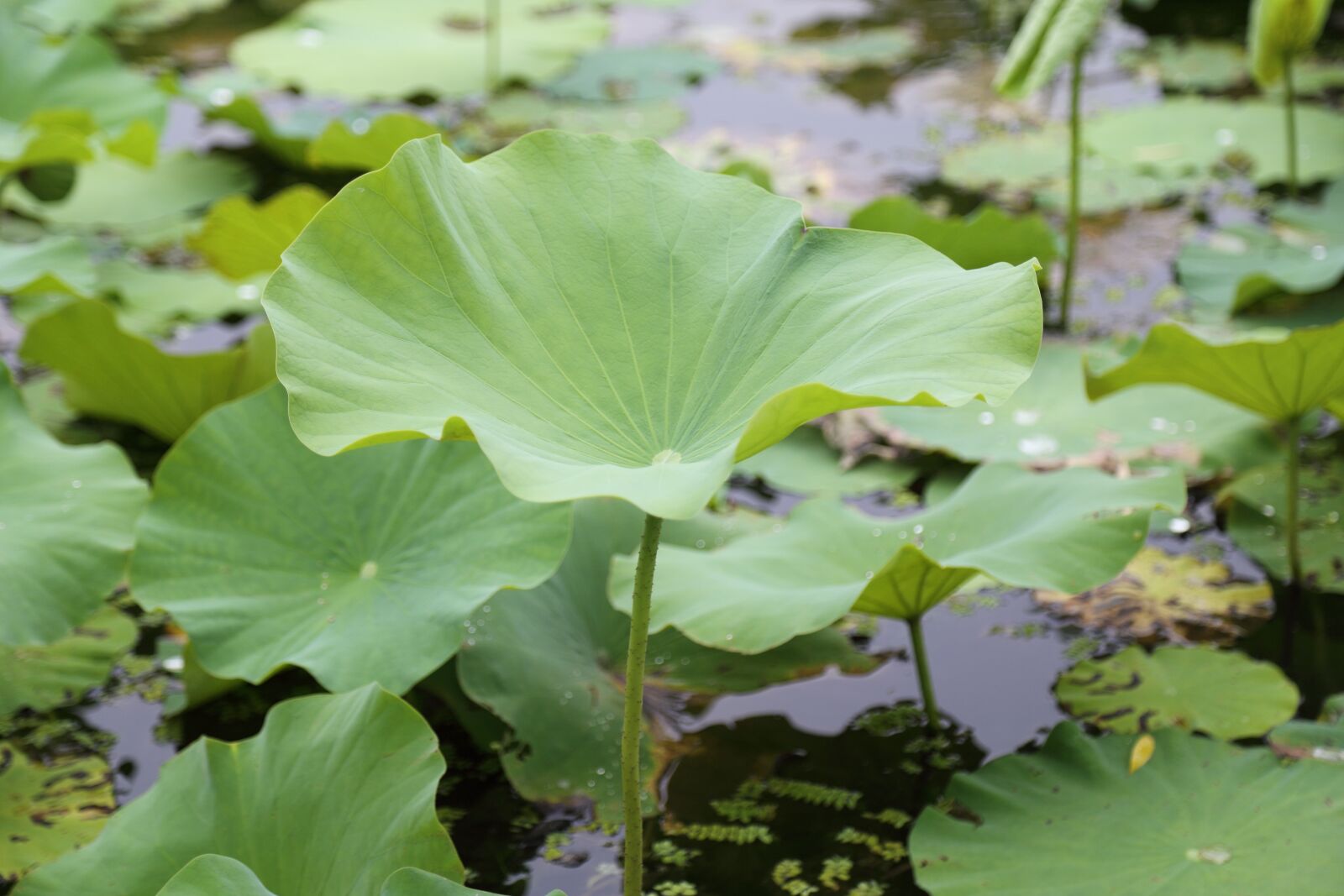 Canon EOS 6D + Canon EF 24-105mm F4L IS USM sample photo. Lotus, leaf, summer photography