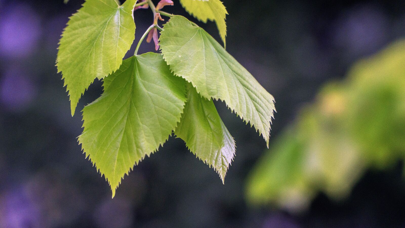 Sony a6000 sample photo. Leaves, green, nature photography