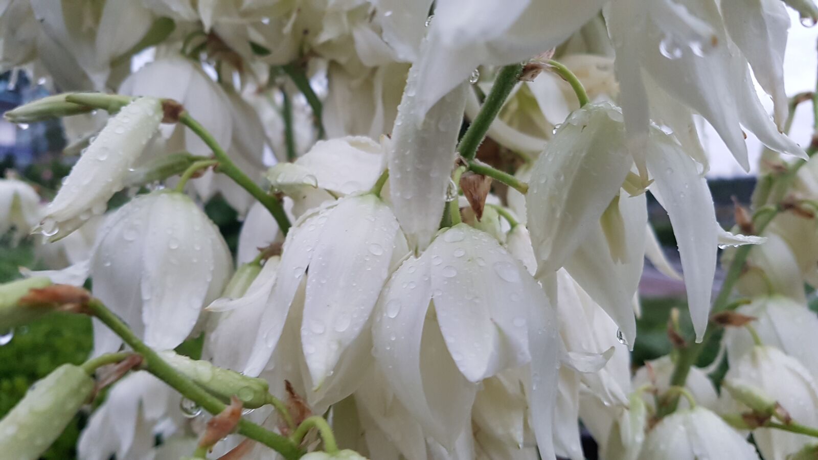 Samsung Galaxy S7 sample photo. White flowers, flowers, spring photography