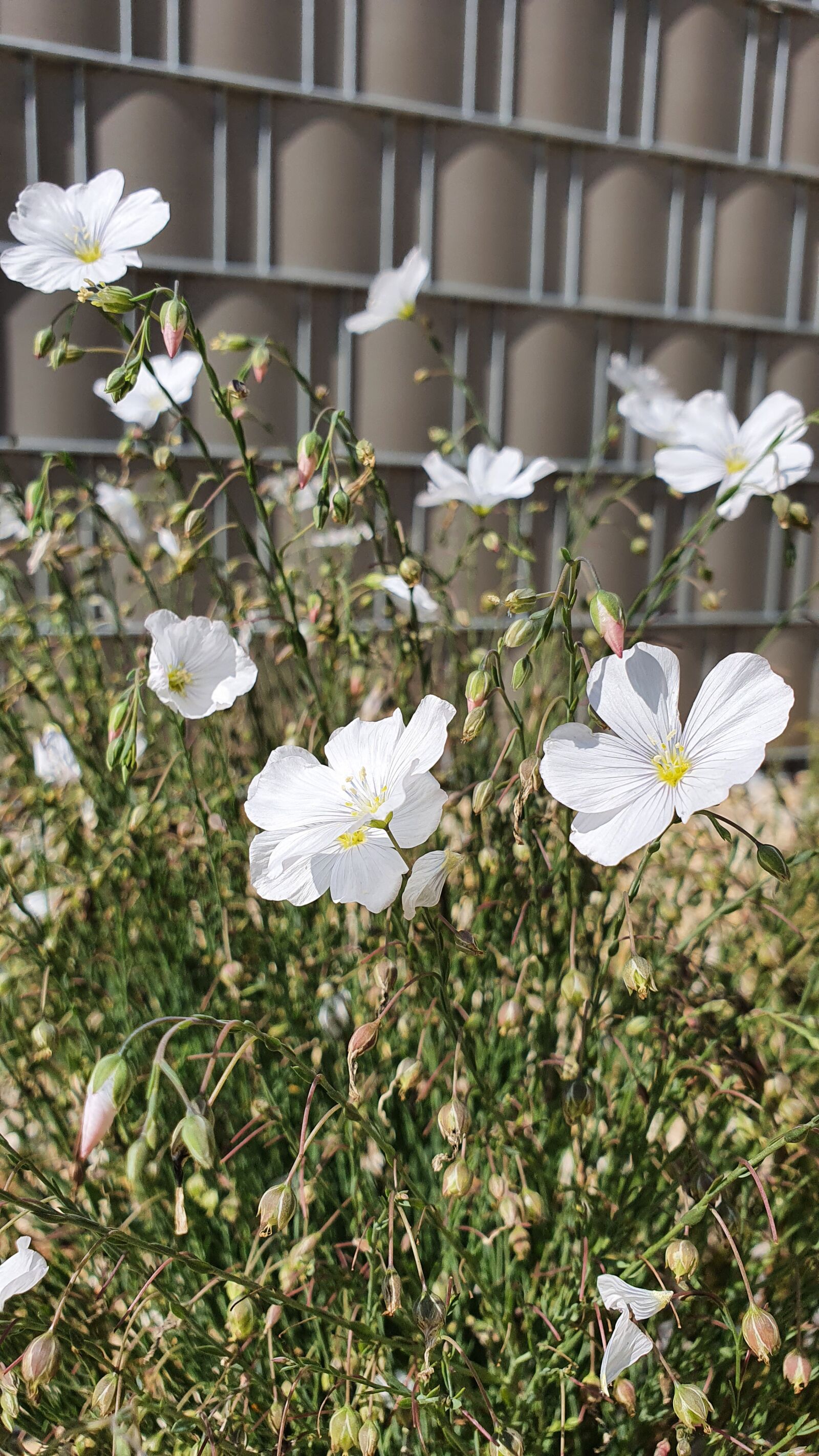Samsung Galaxy S10+ sample photo. Lein, plant, flower photography