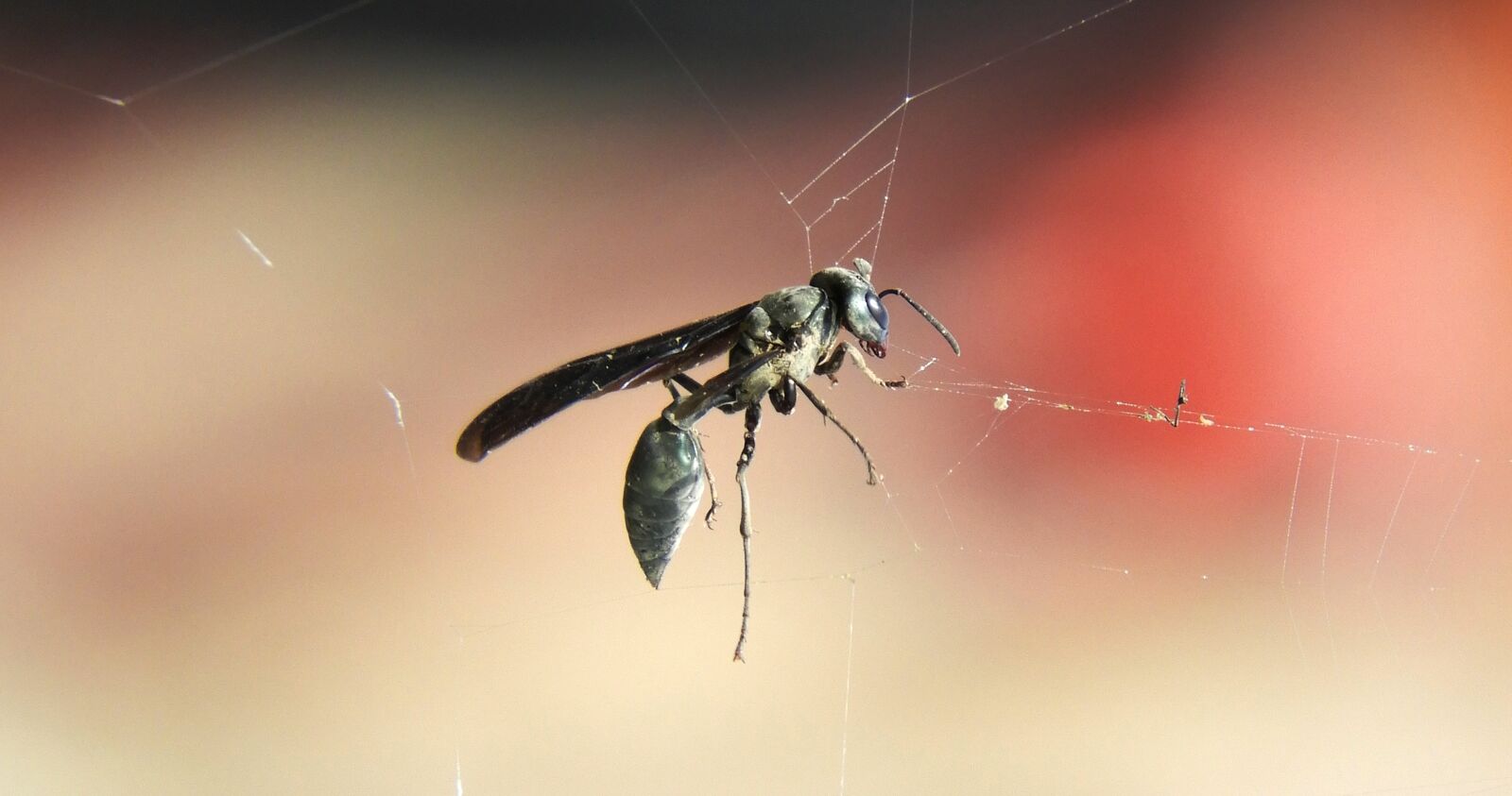 Nikon Coolpix B700 sample photo. Insect, nature, wasp photography