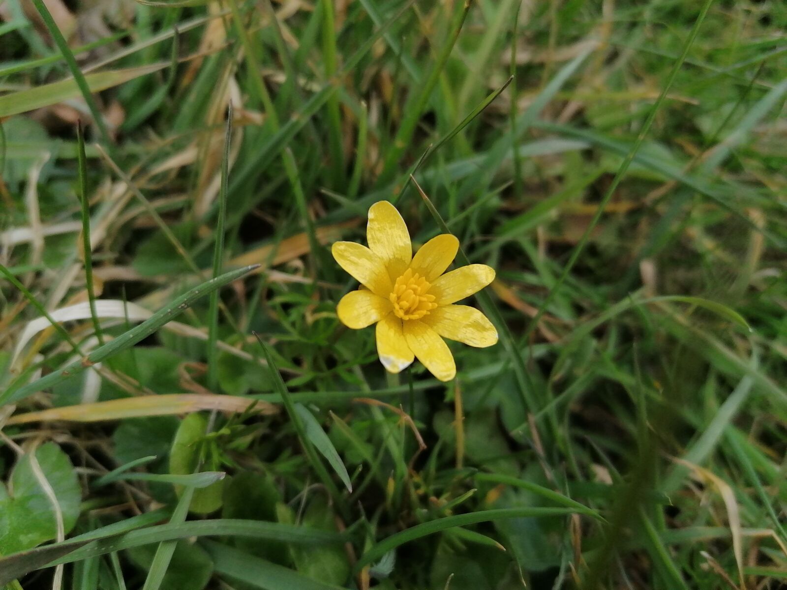 HUAWEI P30 LITE sample photo. Yellow, flower, spring photography