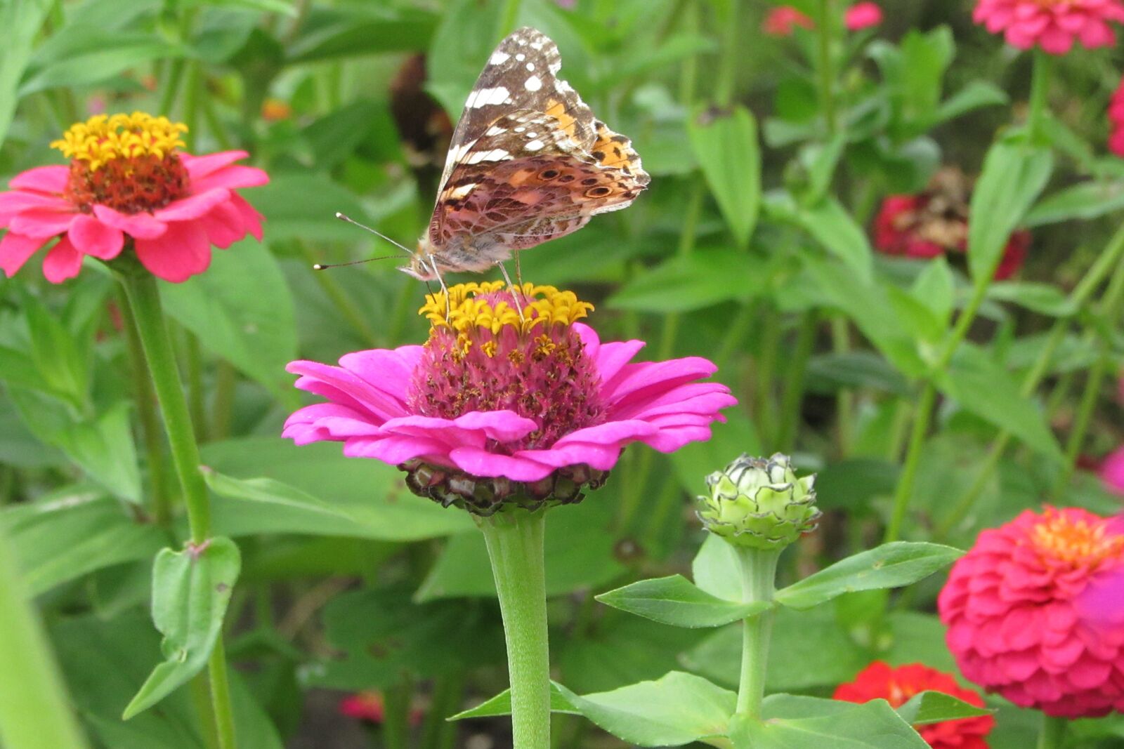 Canon PowerShot SX610 HS sample photo. Butterfly, flower, animal photography