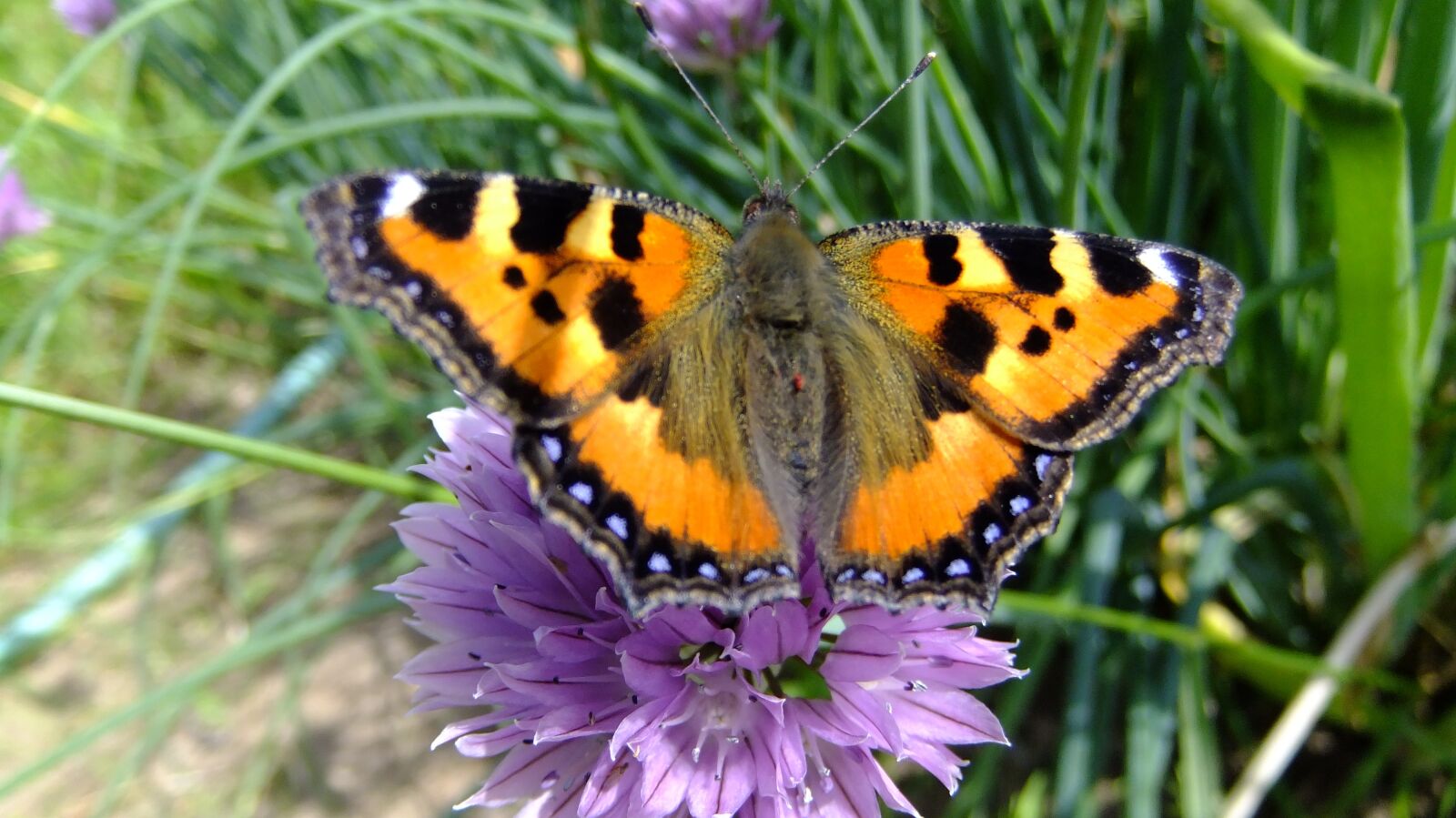 FujiFilm FinePix F80EXR (FinePix F85EXR) sample photo. Nature, butterfly, insect photography