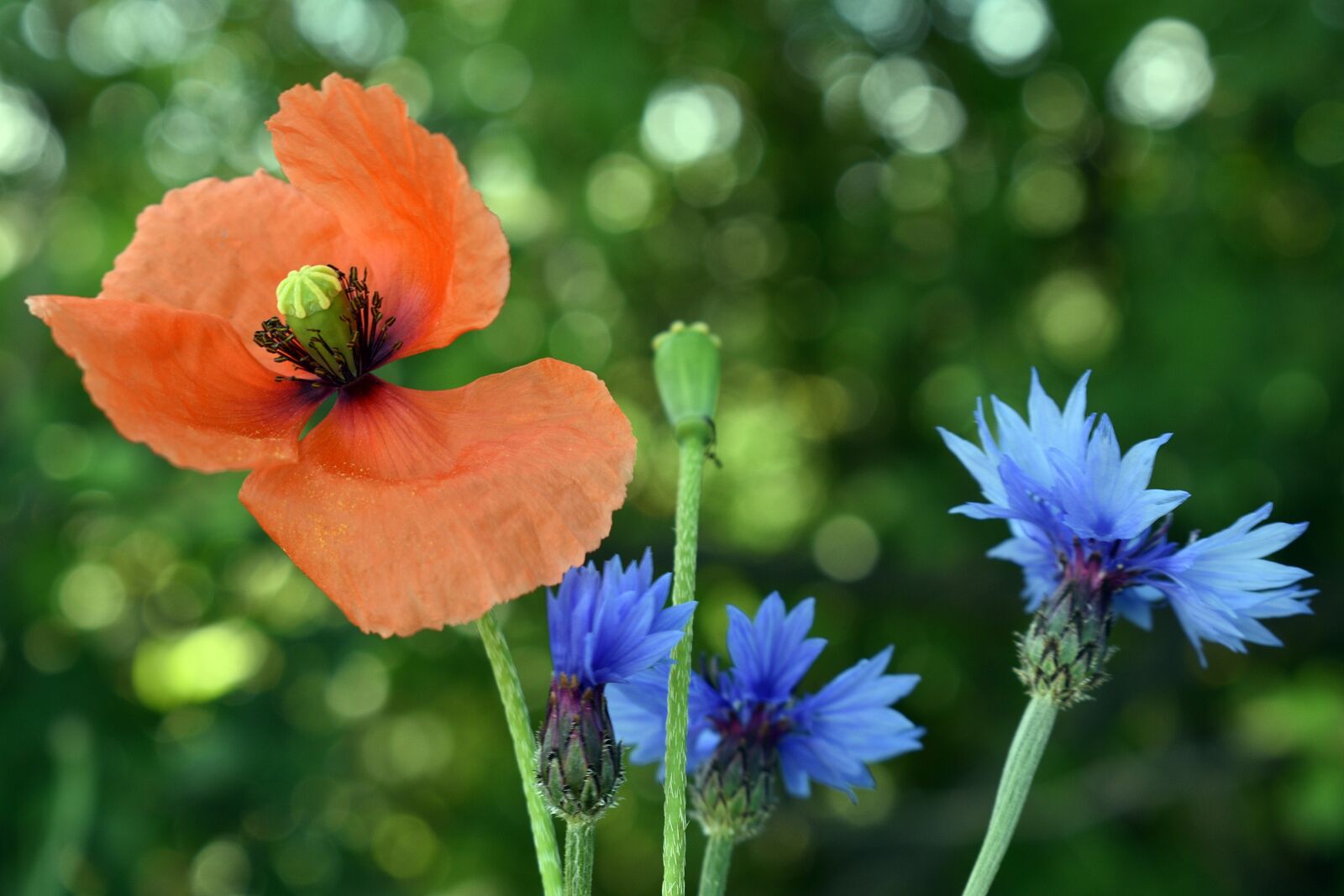 Nikon D3400 sample photo. Flower, flowers, spring photography