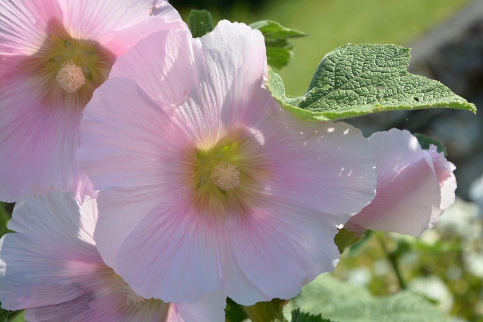 Nikon D5200 sample photo. Flower, flowers, pink photography