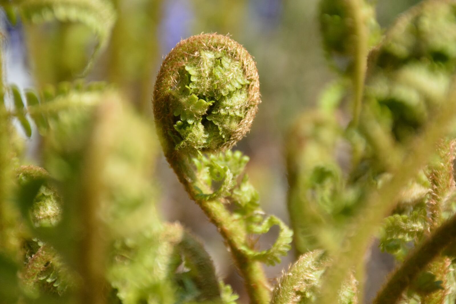 Nikon D7100 sample photo. Bracken, spring, nature photography