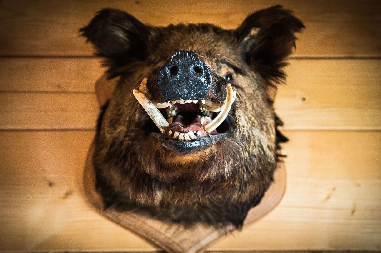 Canon EOS 70D sample photo. Boar, tusk, fur, trophy photography