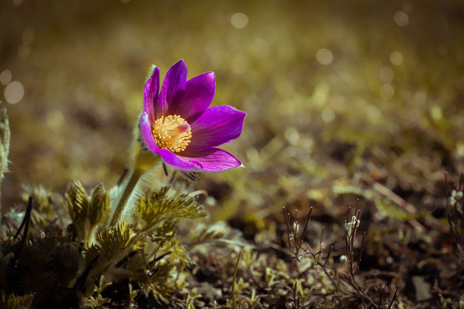 Nikon D750 sample photo. Anemone, flower, blossom photography