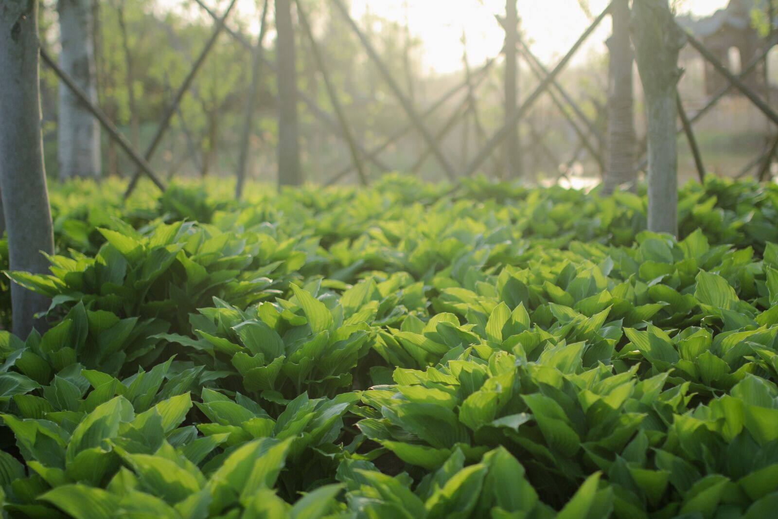 Canon EOS 60D sample photo. Spring, original, wallpaper photography