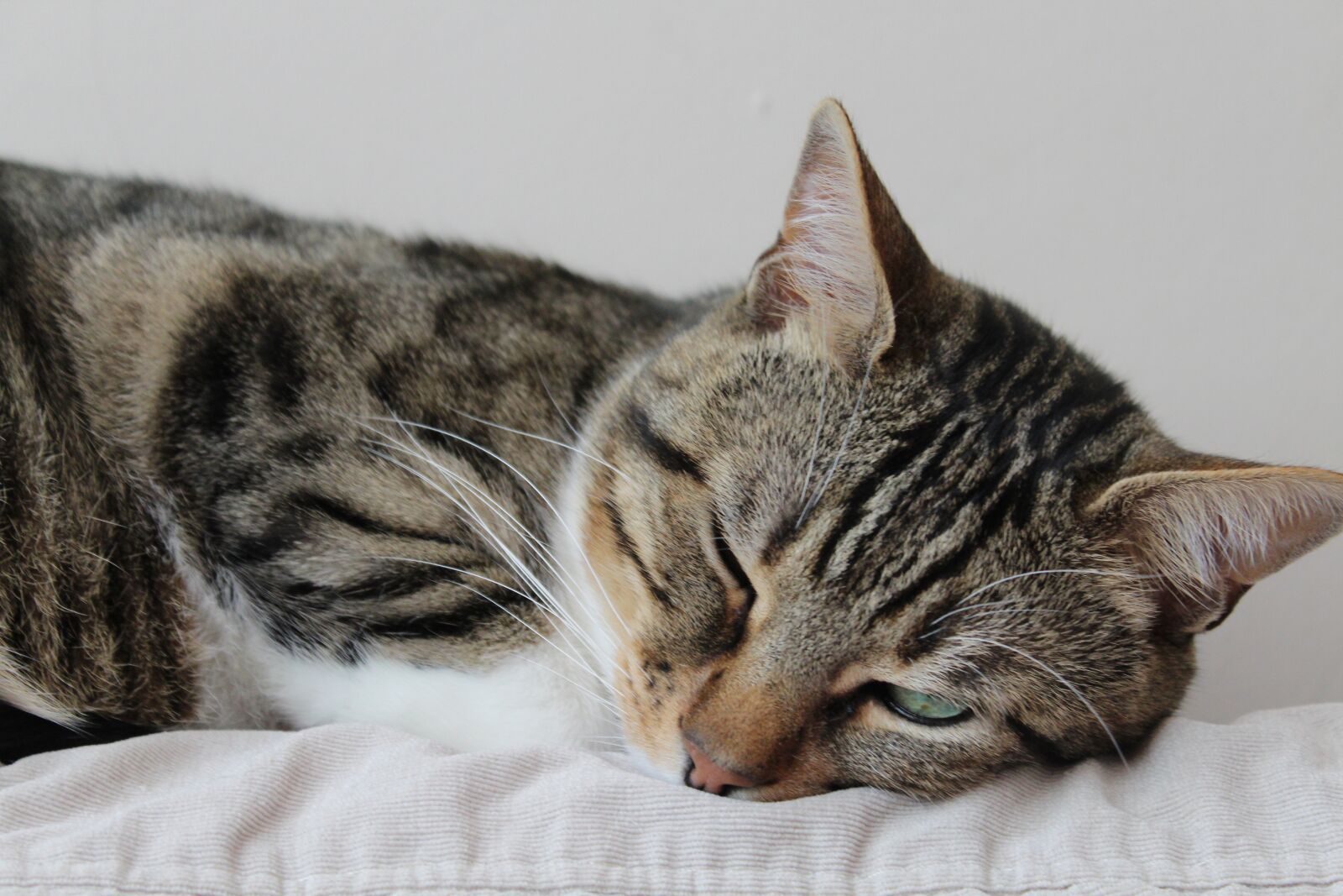 Canon EOS 1300D (EOS Rebel T6 / EOS Kiss X80) sample photo. Cat, beautiful, sleeping photography