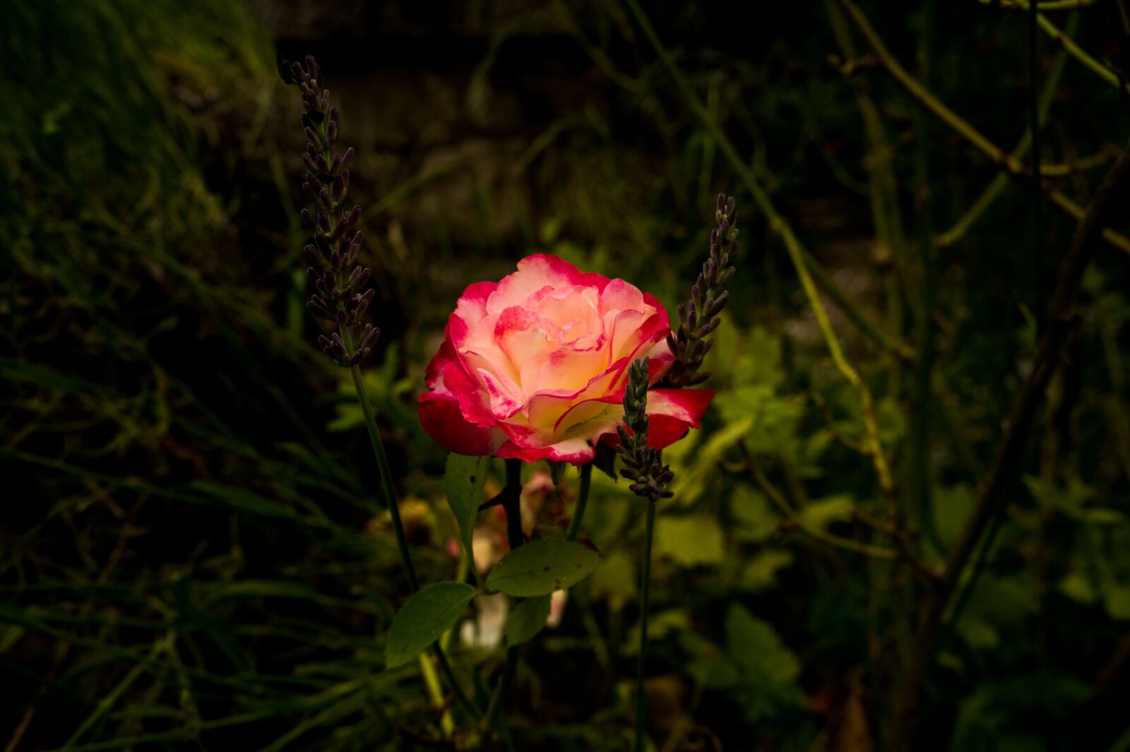 Sony Alpha NEX-3 + Sony E 18-55mm F3.5-5.6 OSS sample photo. Pink, roses, garden photography