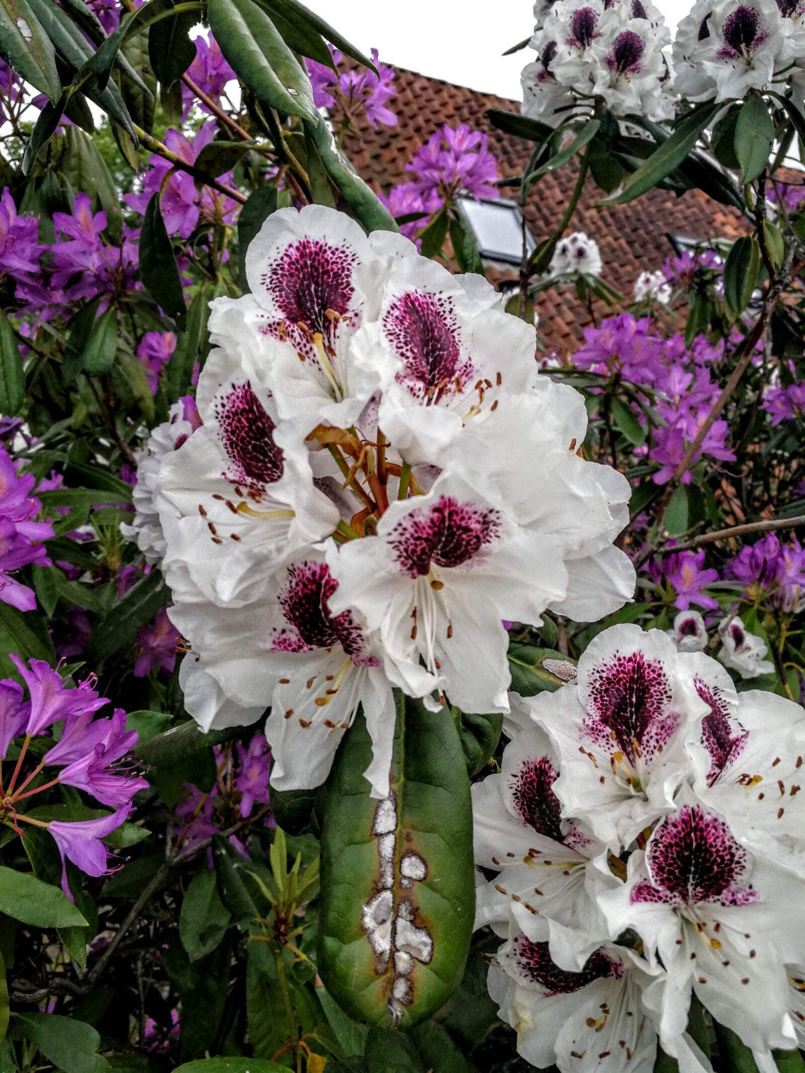 HUAWEI Mate 9 sample photo. Rhododendron, purple, nature photography