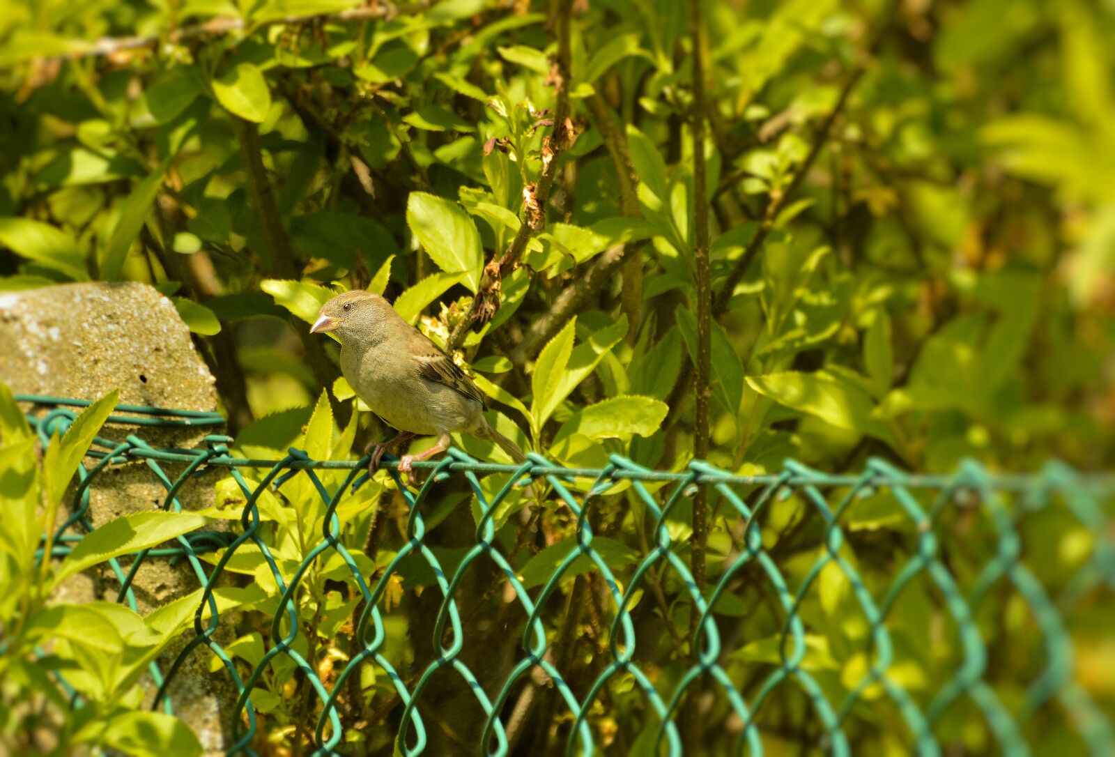 Nikon D3200 sample photo. House sparrow, nature, bird photography