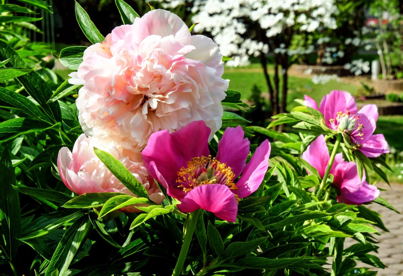 Fujifilm X-T10 sample photo. Peony, flower, blossom photography
