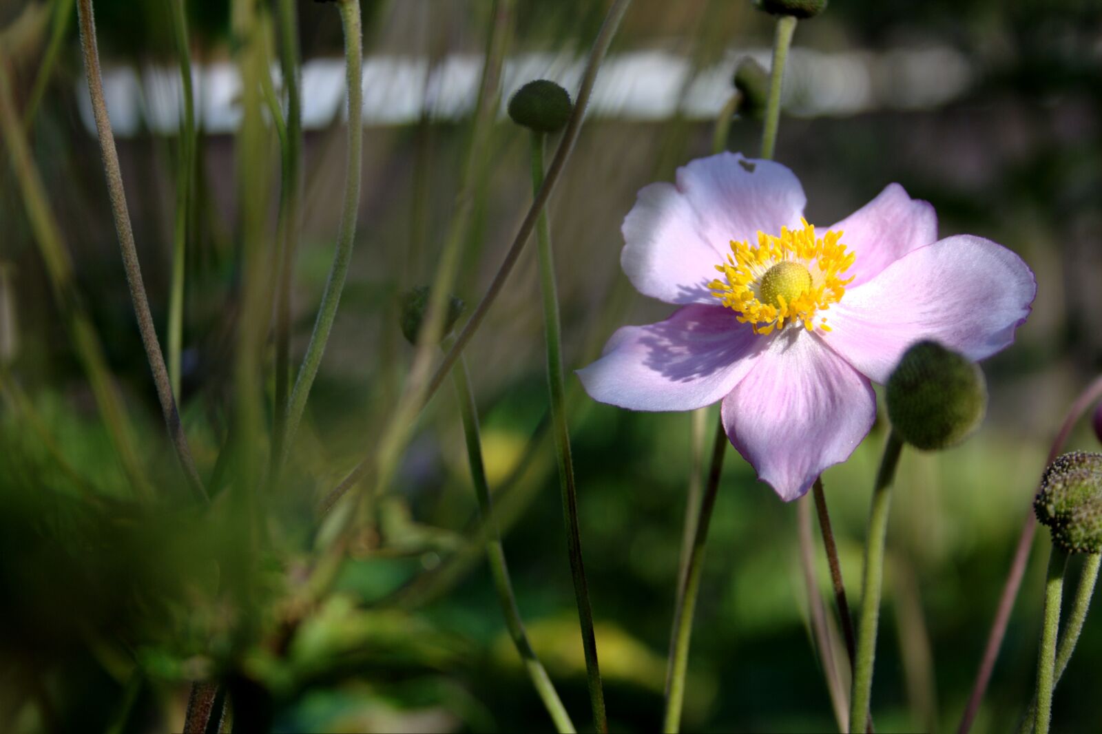 Canon EOS 1000D (EOS Digital Rebel XS / EOS Kiss F) sample photo. Anemone hupehensis, blossom, bloom photography