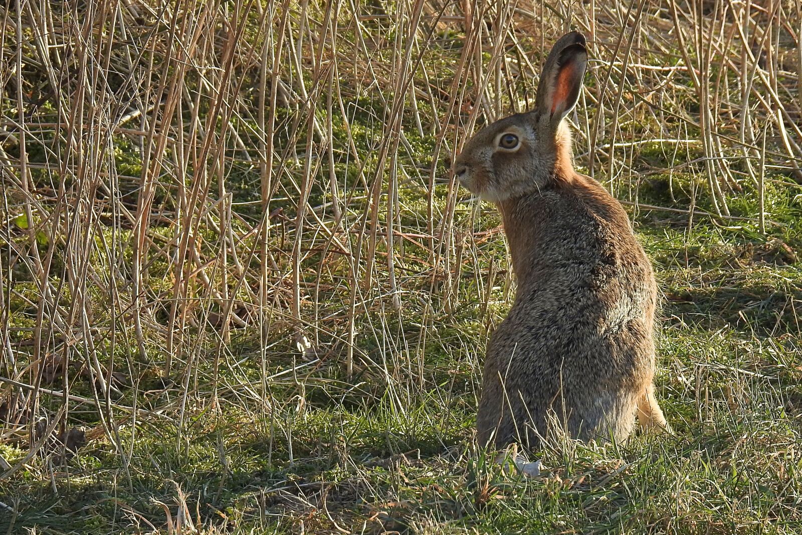 Nikon Coolpix P900 sample photo. Hare, long eared, grass photography