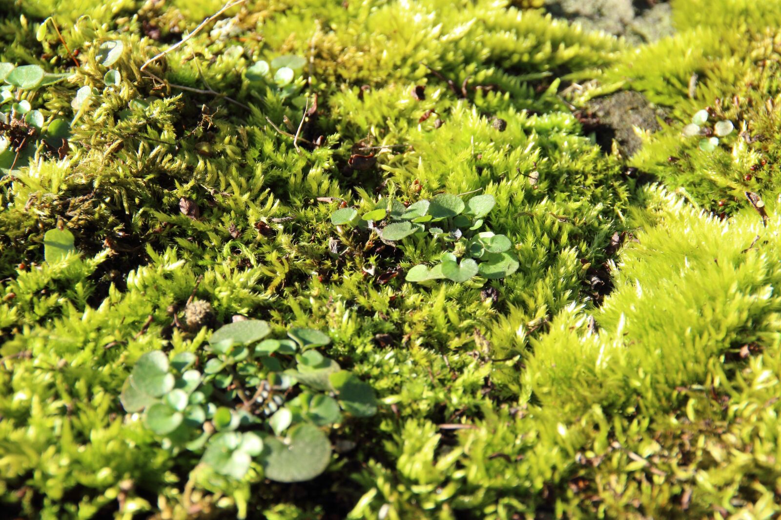 Canon EOS 600D (Rebel EOS T3i / EOS Kiss X5) sample photo. Moss, forest, soft photography