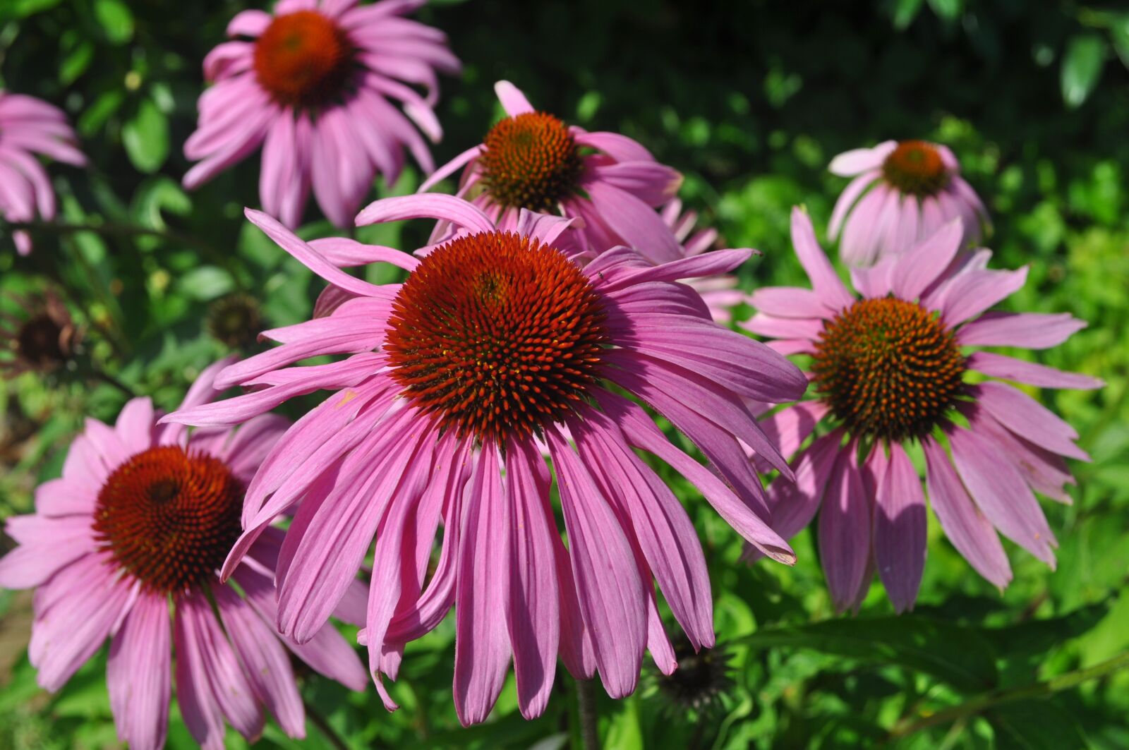 Nikon D5000 sample photo. Nature, flower, close up photography