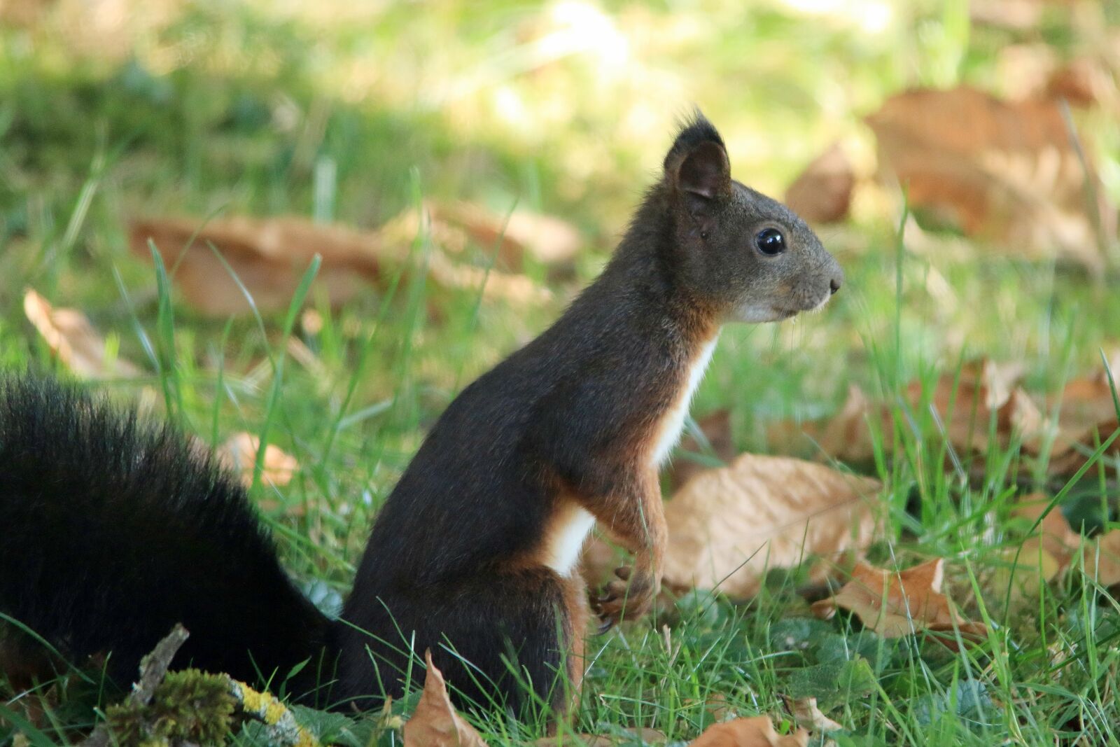 Canon EOS 70D sample photo. Squirrel, grass, autumn photography