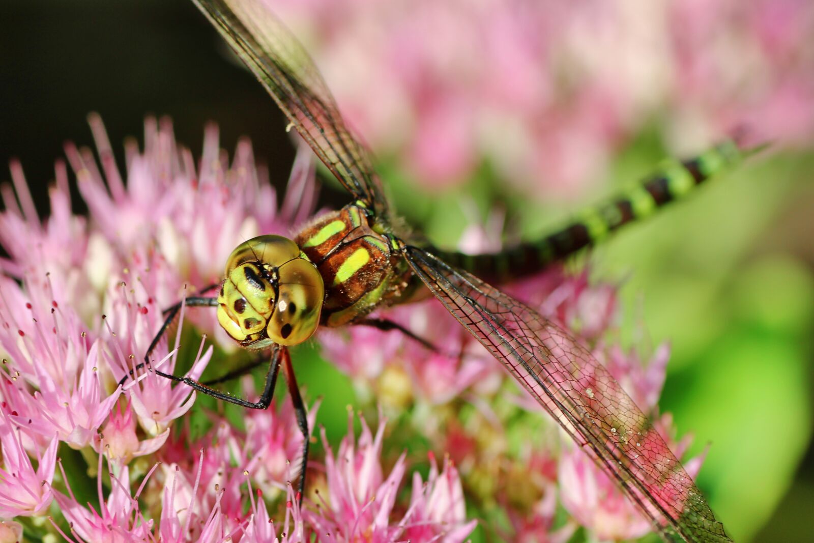 Tamron SP 90mm F2.8 Di VC USD 1:1 Macro sample photo. Blue-green mosaic bridesmaid, dragonfly photography