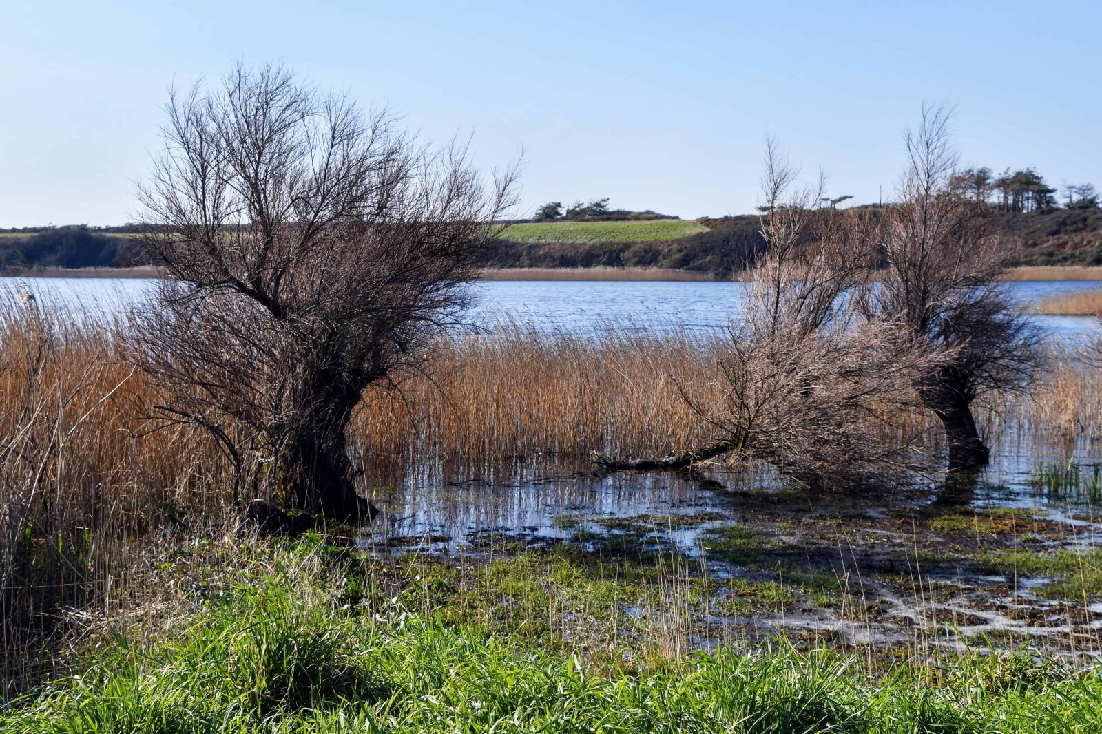 Nikon D500 sample photo. Reflection, water, lake, nature photography