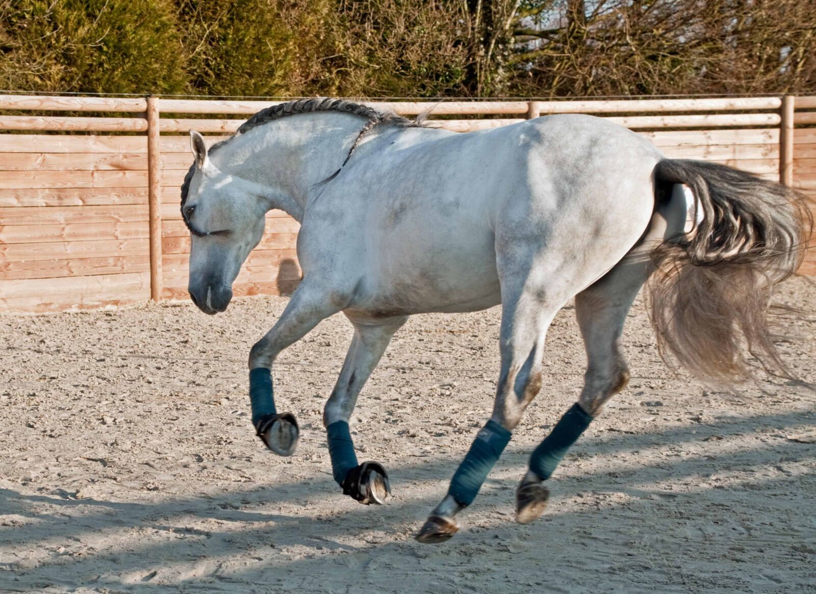 Nikon D300 sample photo. Animal, ground, outdoor, jump photography