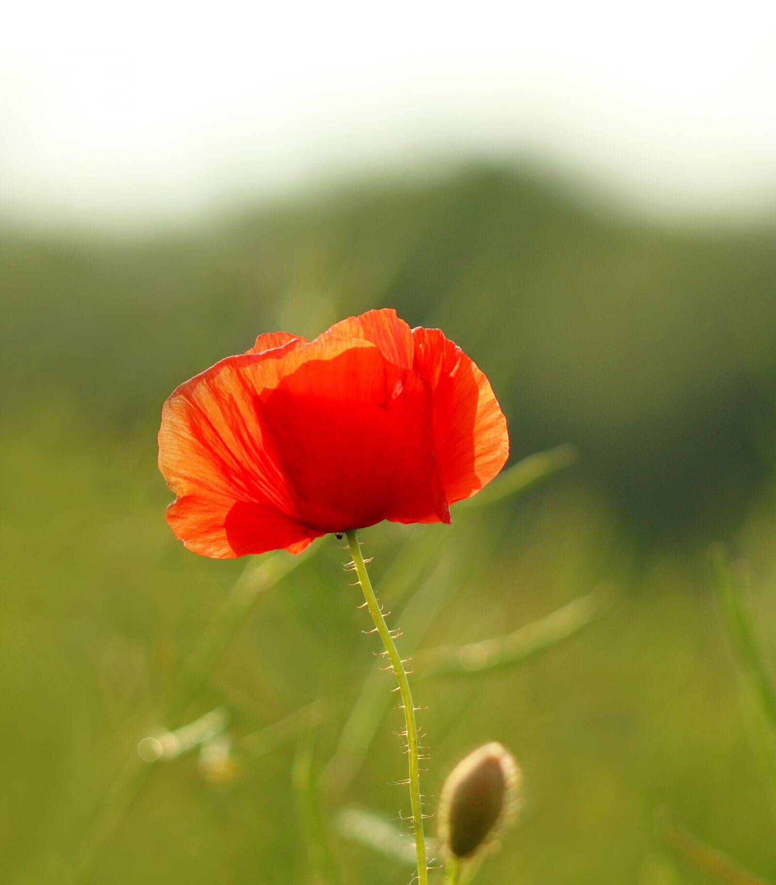 Canon EOS 750D (EOS Rebel T6i / EOS Kiss X8i) sample photo. Poppy, red, flower photography