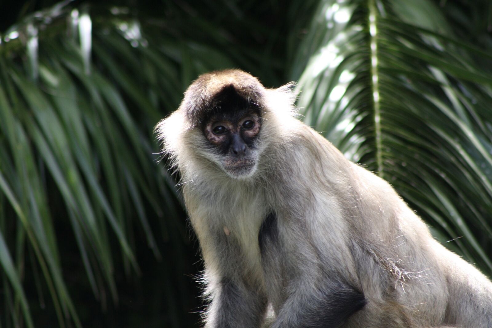 Canon EOS 1000D (EOS Digital Rebel XS / EOS Kiss F) sample photo. Spider monkey, primate, nature photography