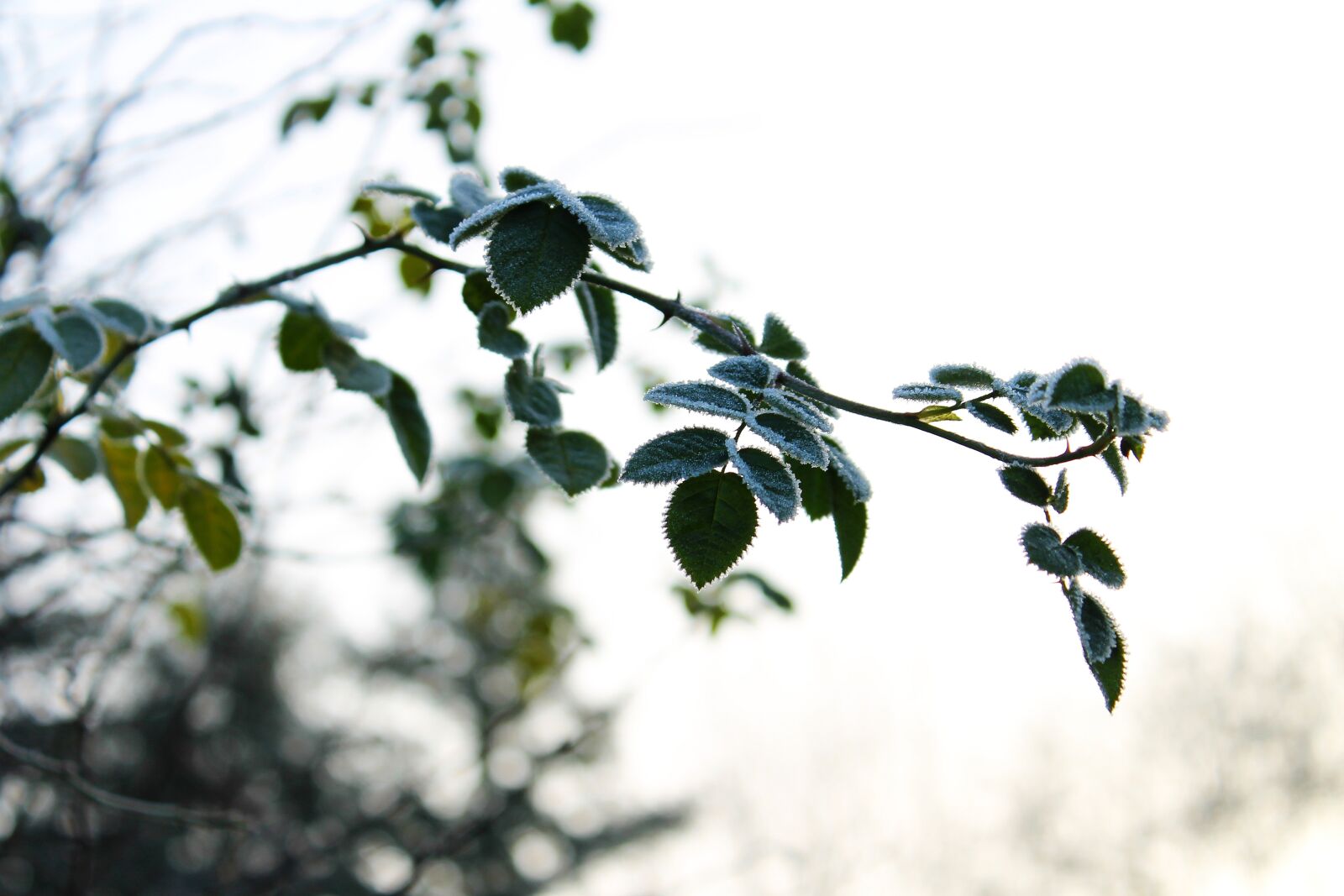 Canon EOS 1100D (EOS Rebel T3 / EOS Kiss X50) sample photo. Roses, frost, frozen photography