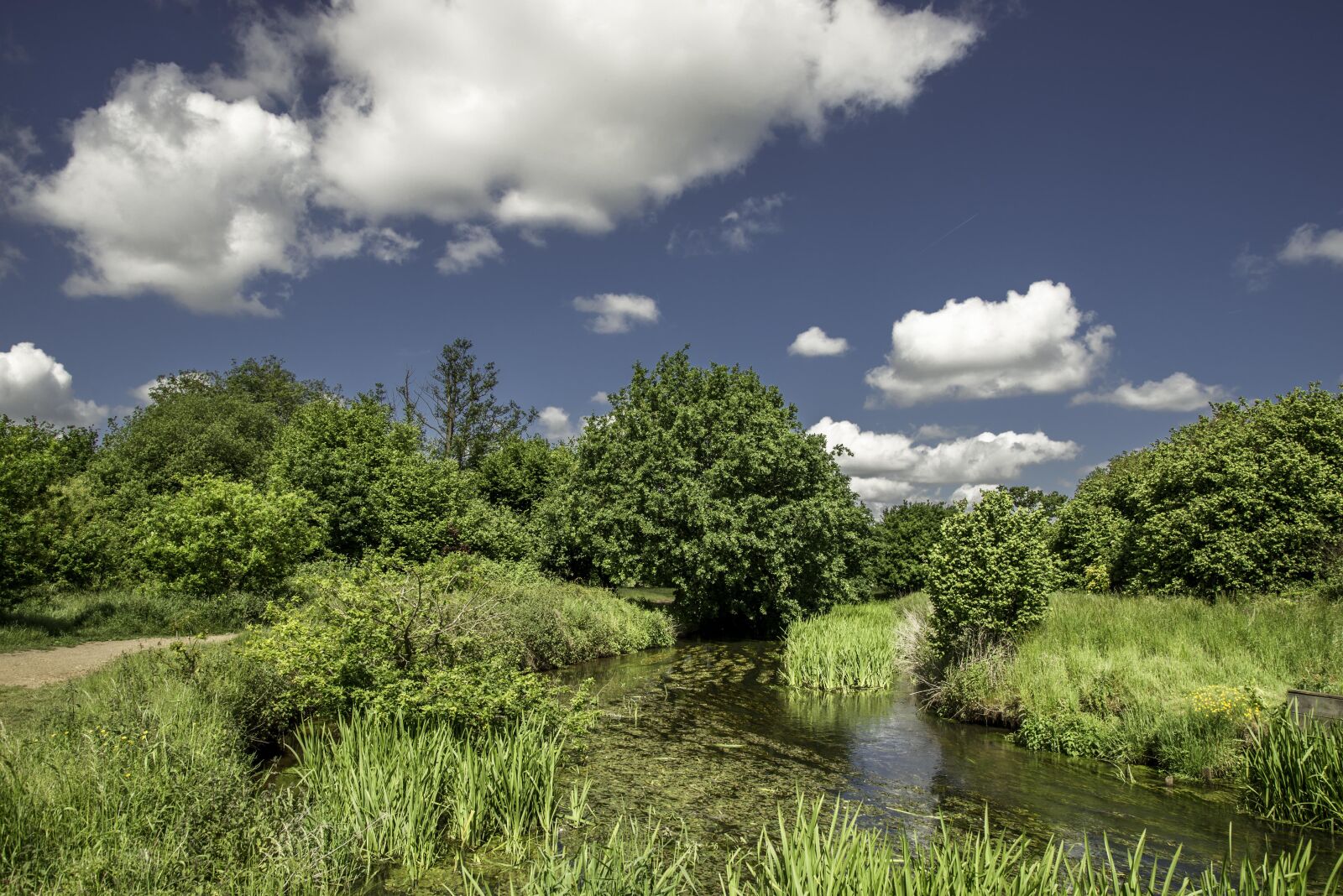 Nikon D610 sample photo. Nature, tree, landscape photography