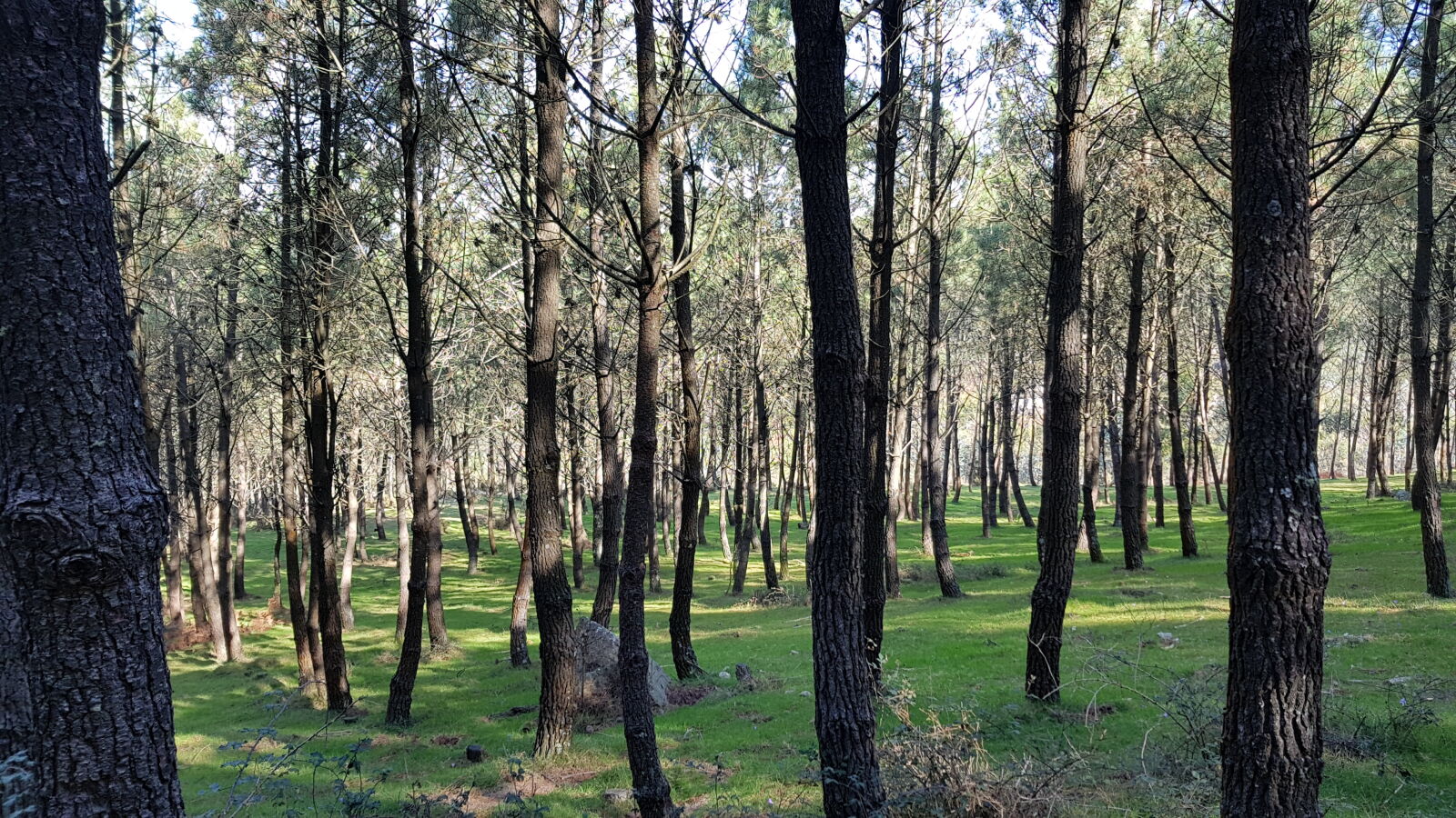 Samsung Galaxy S8 sample photo. Forest, grass, green, nature photography