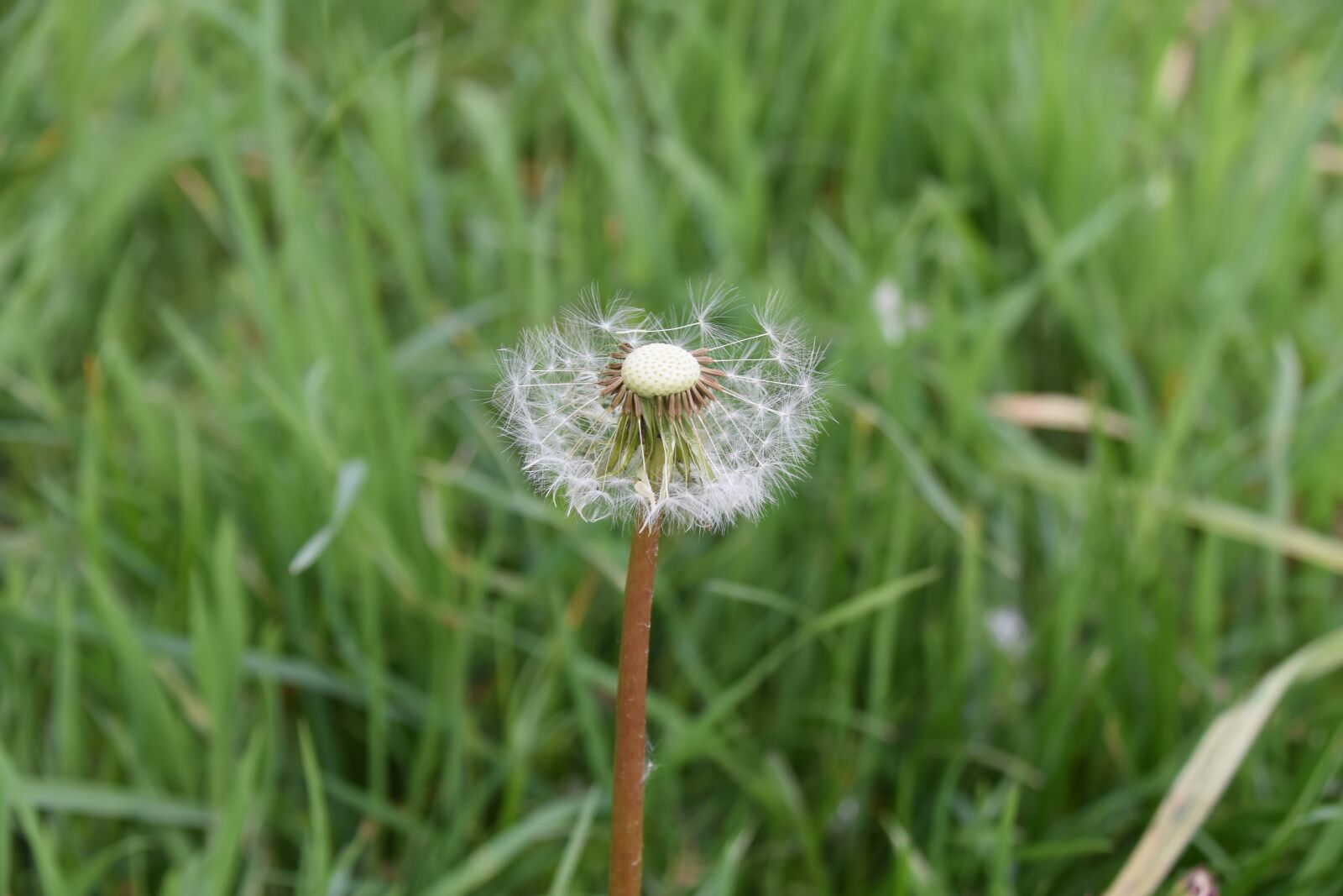 Nikon D5600 sample photo. Egret of pisenlit, seeds photography